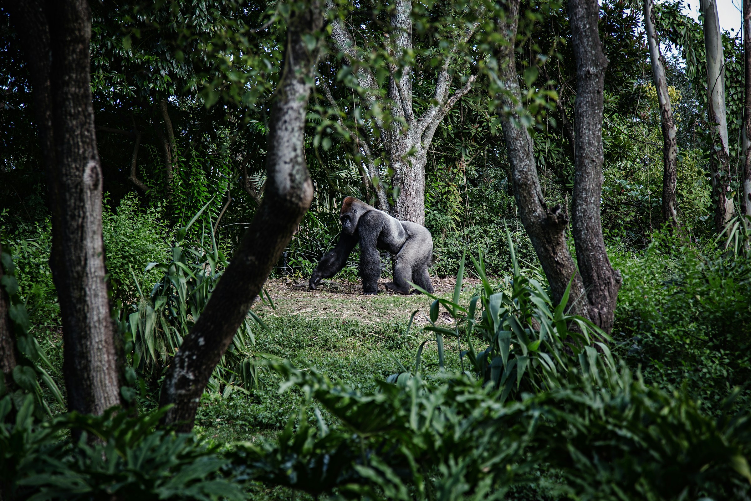Gorilla Trekking Tours