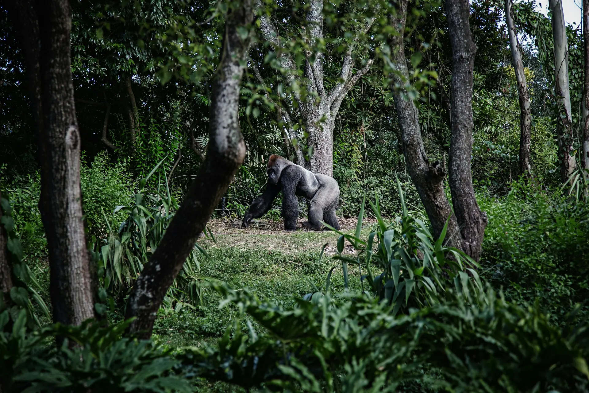 Gorilla Trekking Tours