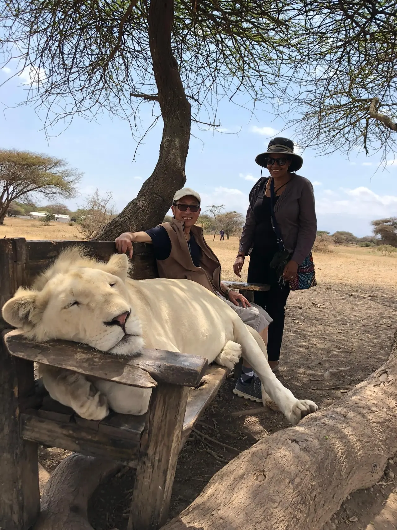 Meeting a white lioness