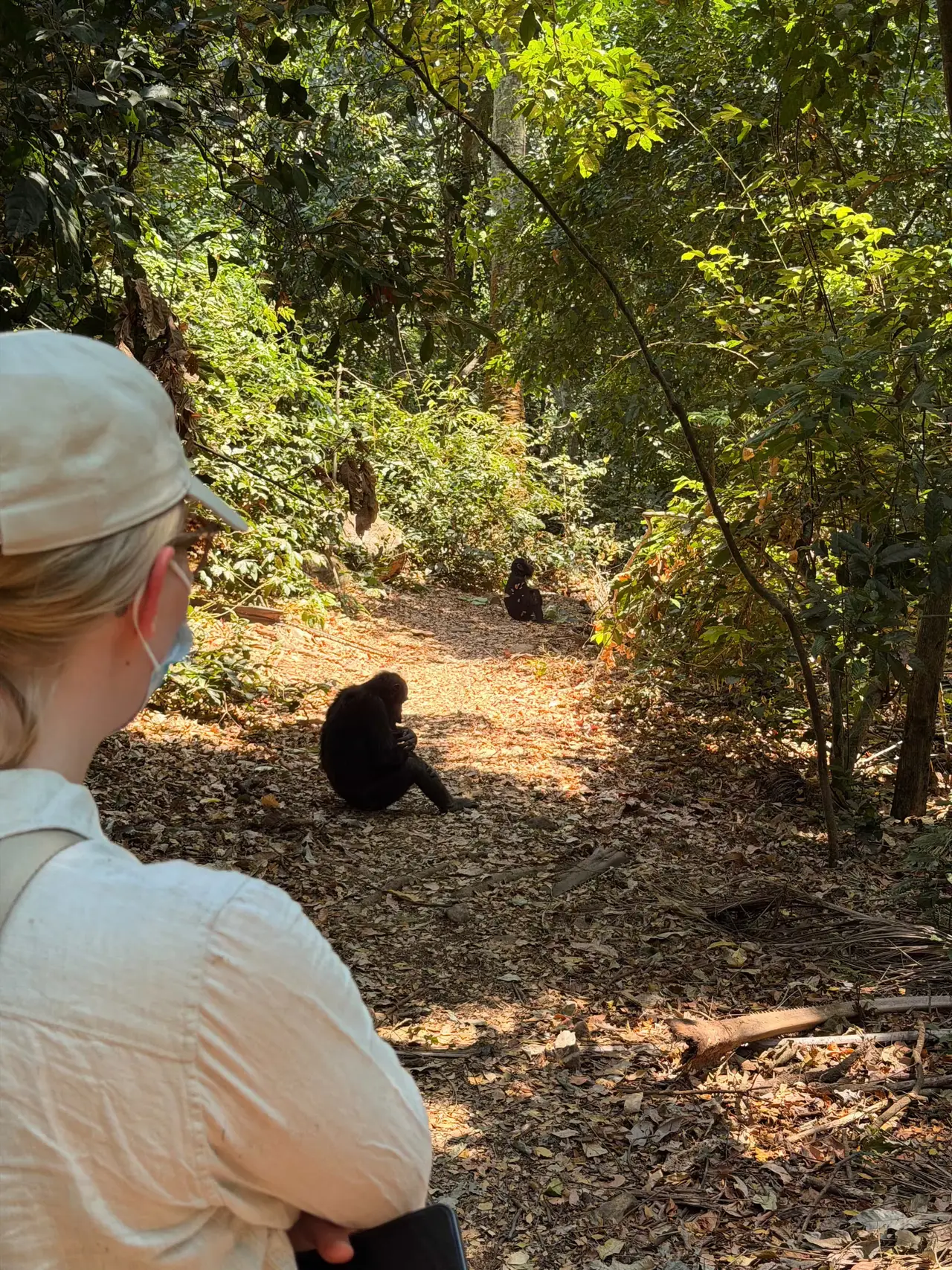Chimp tracking in Gombe