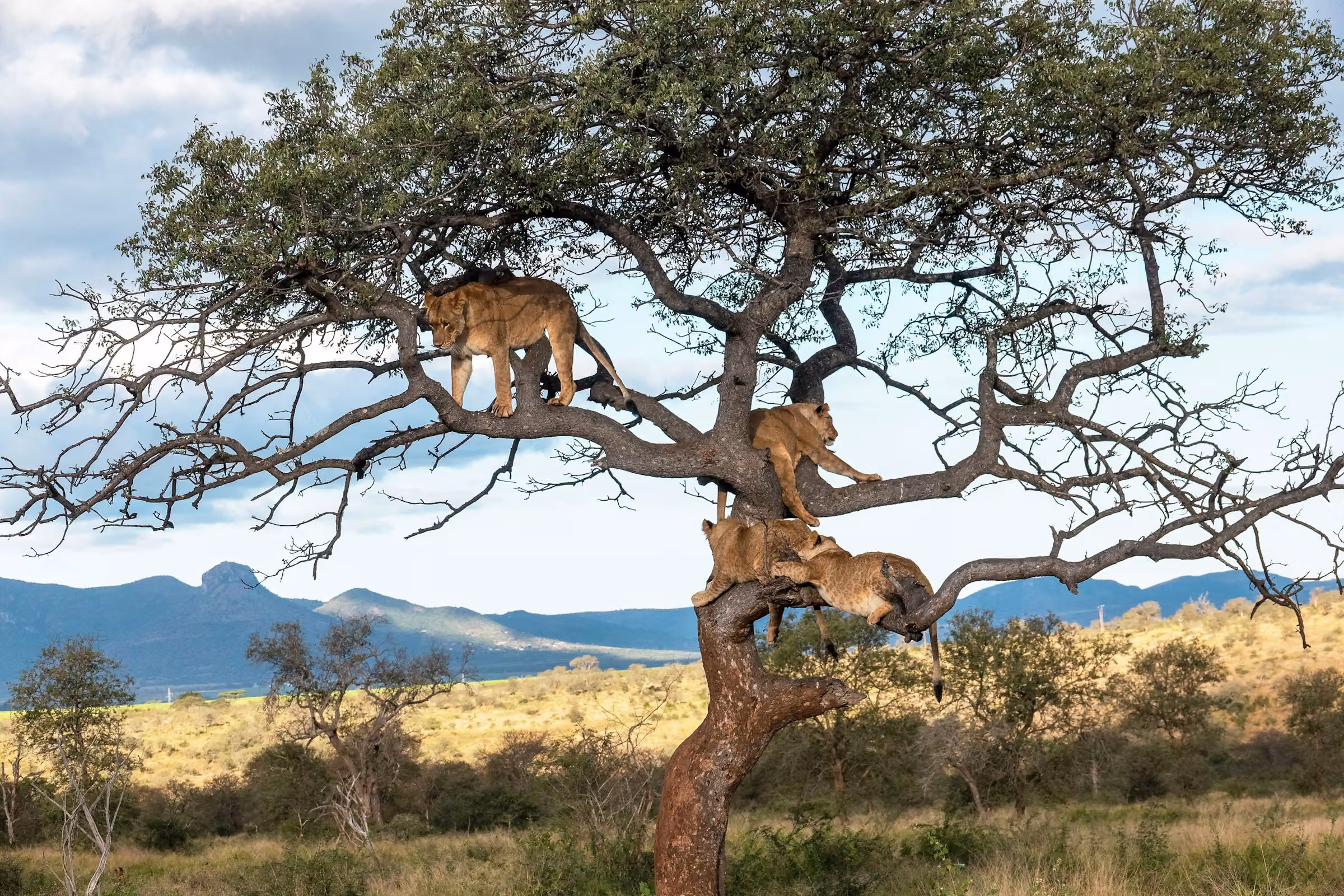 6-Day Great Migration Safari – Serengeti Wildlife Adventure