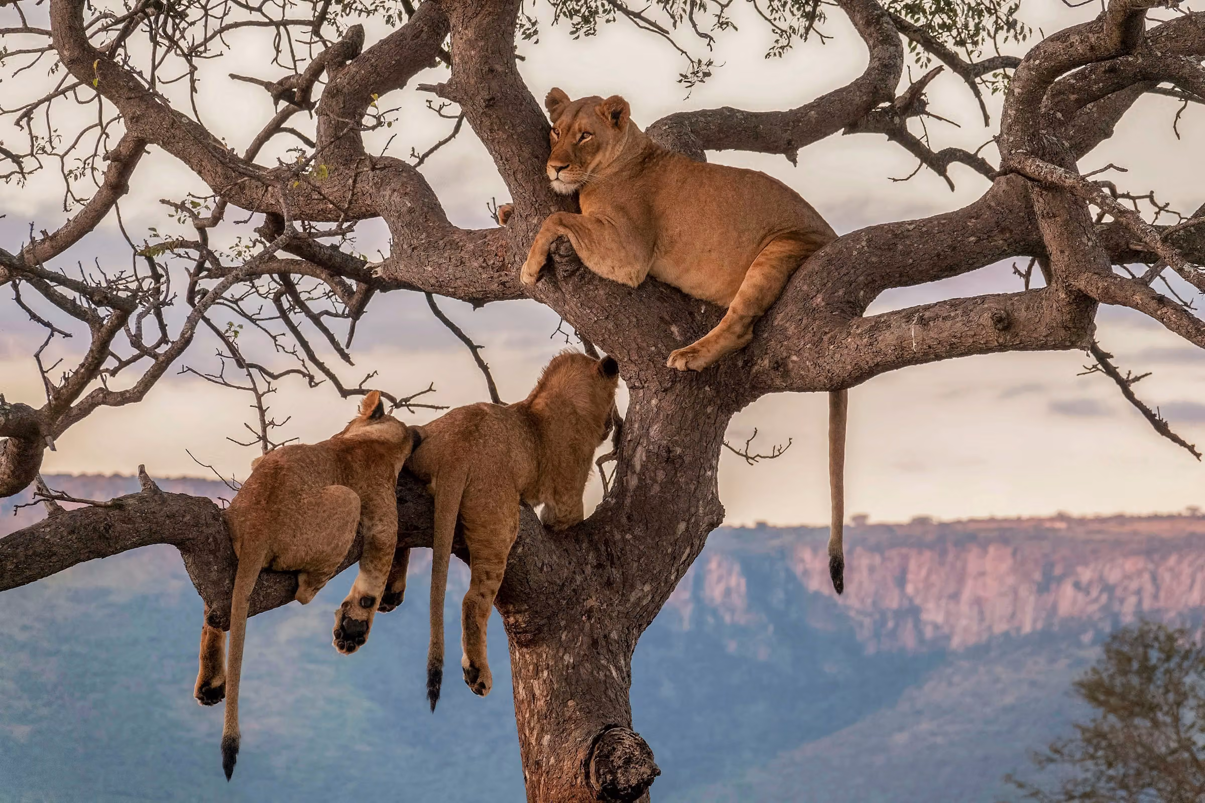 7-Day Tanzania Safari from Arusha & Kilimanjaro Airport | Serengeti, Ngorongoro & Tarangire
