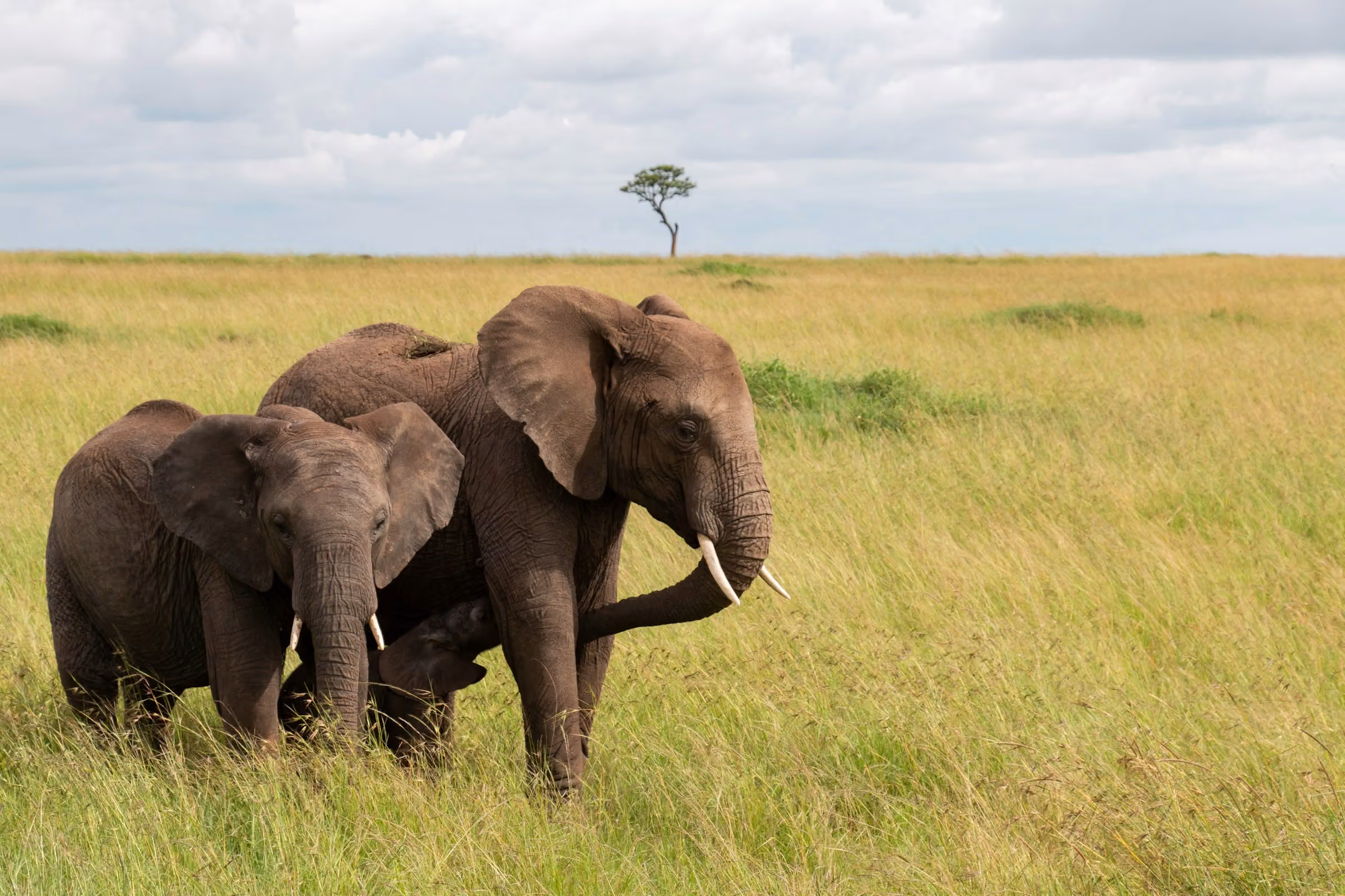 Day 2: Arusha – Tarangire National Park