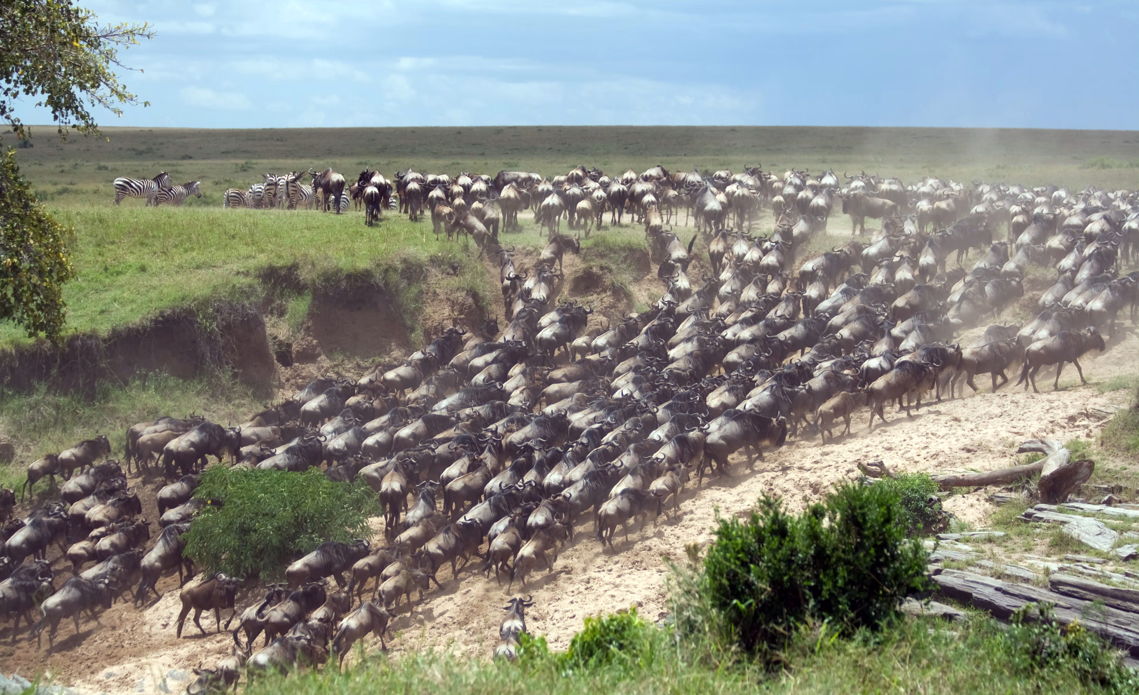 Great Migration Safaris