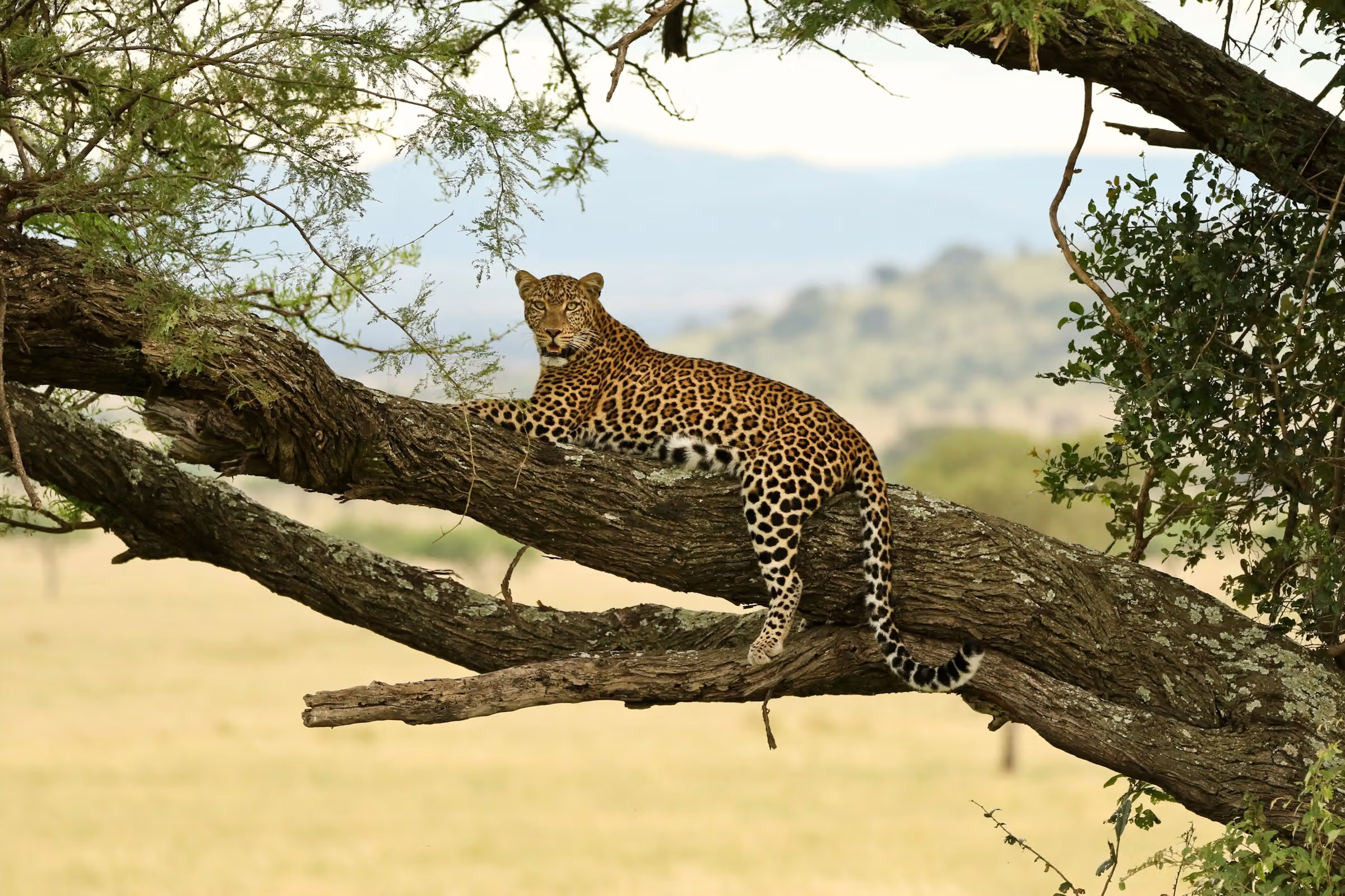 6 Day Safari from Zanzibar with Walking Safari