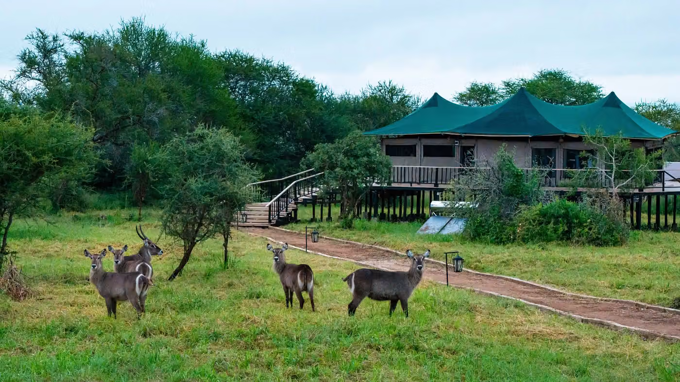 Serian Tarangire camp — photo 8