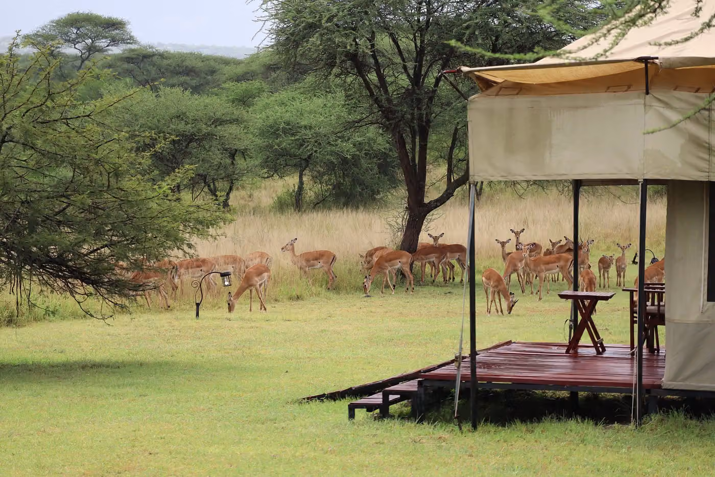 Hippo trails camp — photo 3