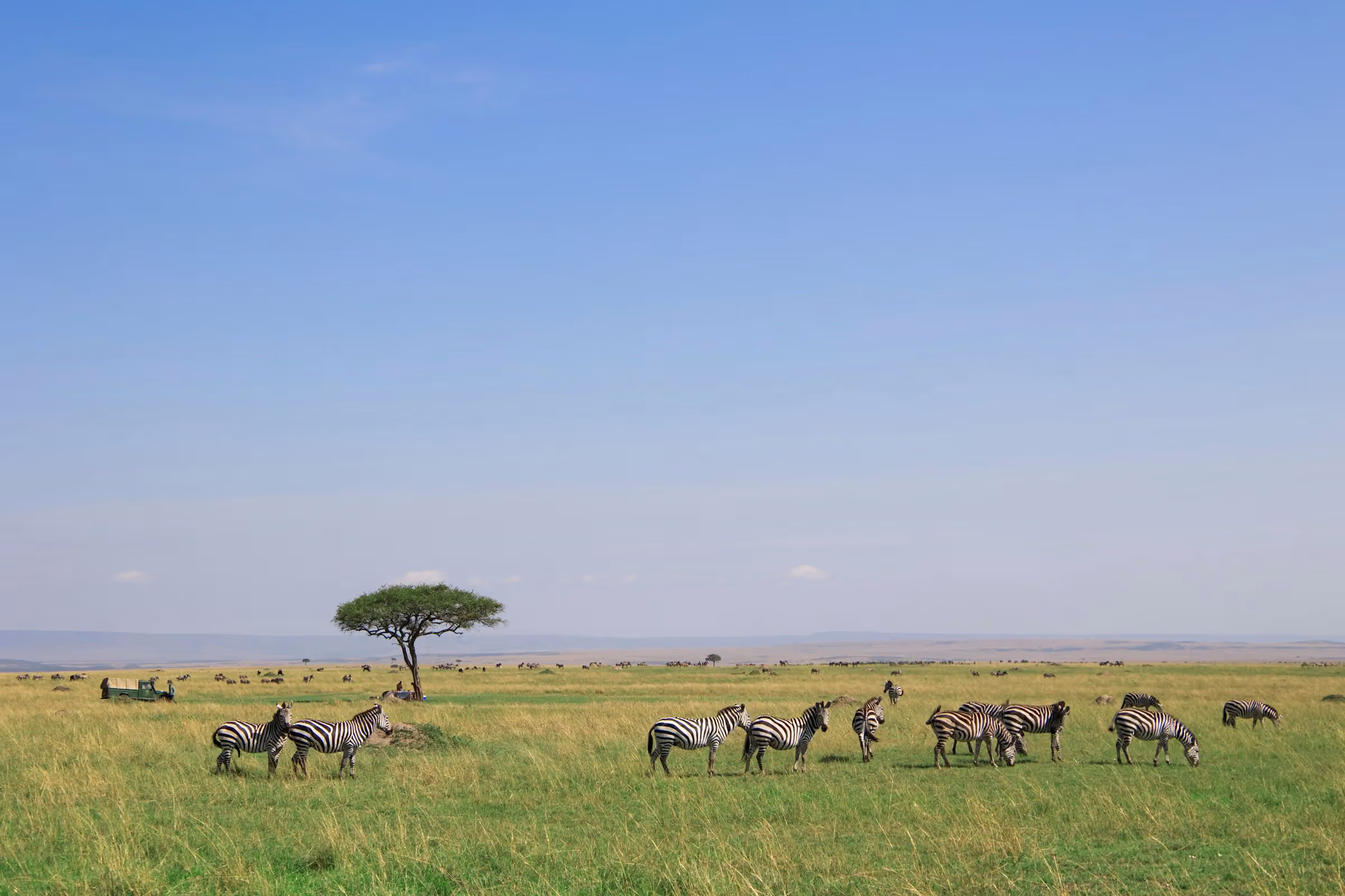 5-Day Tanzania Safari from Arusha / Kilimanjaro Airport – Tarangire, Serengeti & Ngorongoro Crater