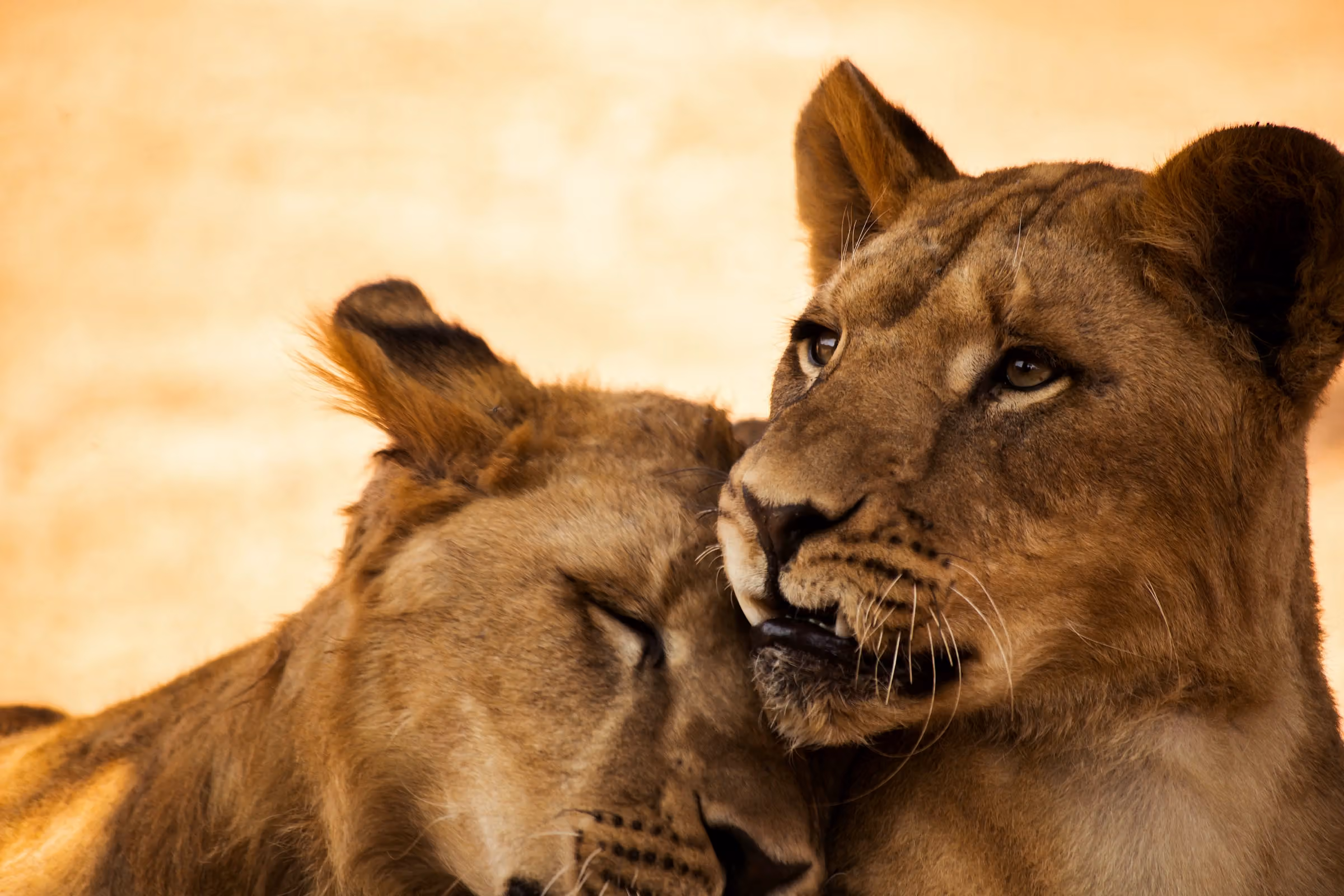 6-Day Tanzania Safari from Arusha & Kilimanjaro Airport | Serengeti, Ngorongoro & Tarangire
