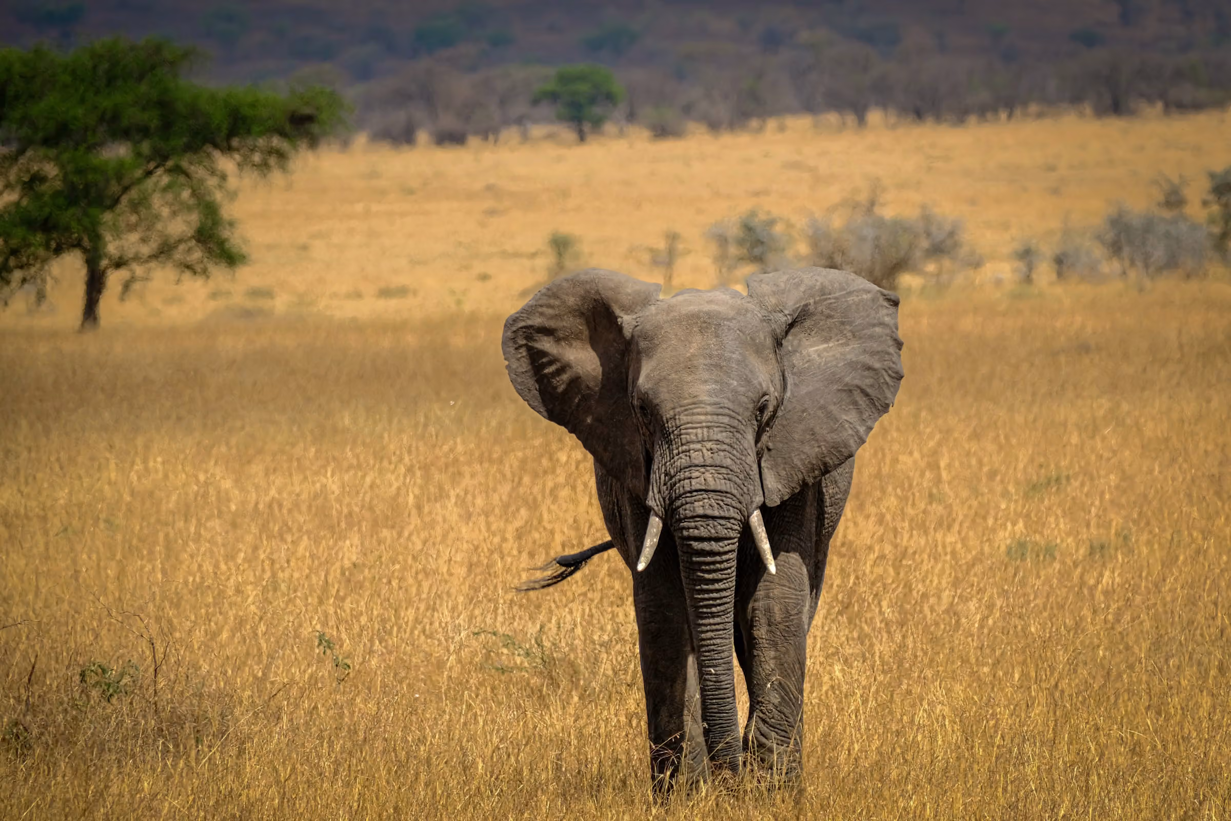 Morning Game Drive and Return to Zanzibar