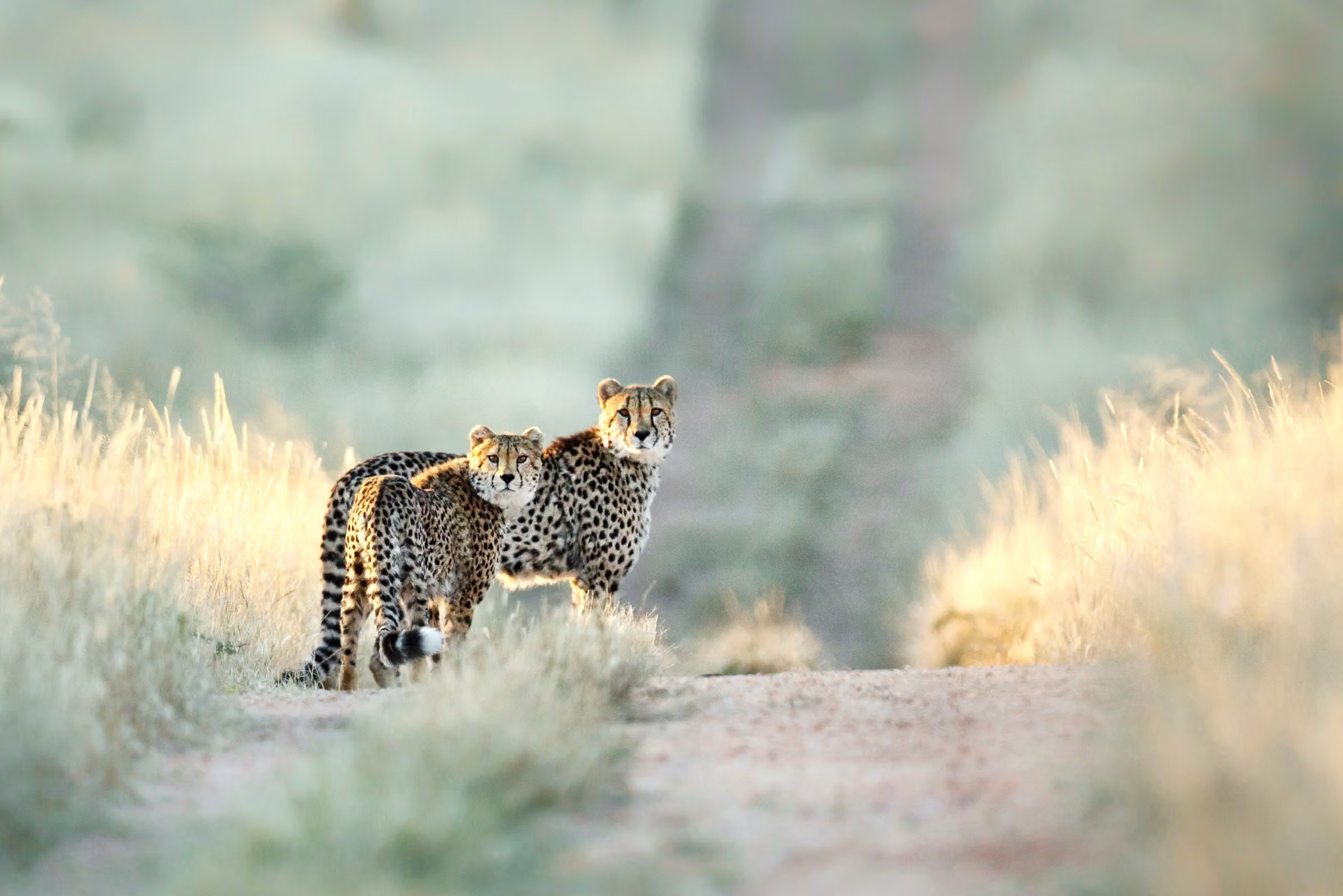 3-Day Safari from Zanzibar: Manyara, Ngorongoro & Tarangire