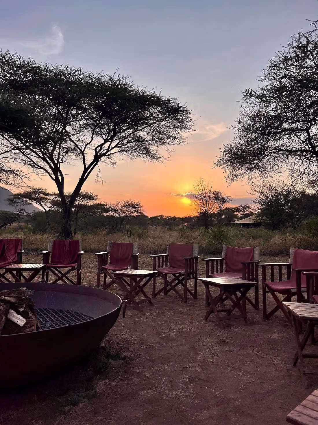 Serengeti acacia bliss — photo 2