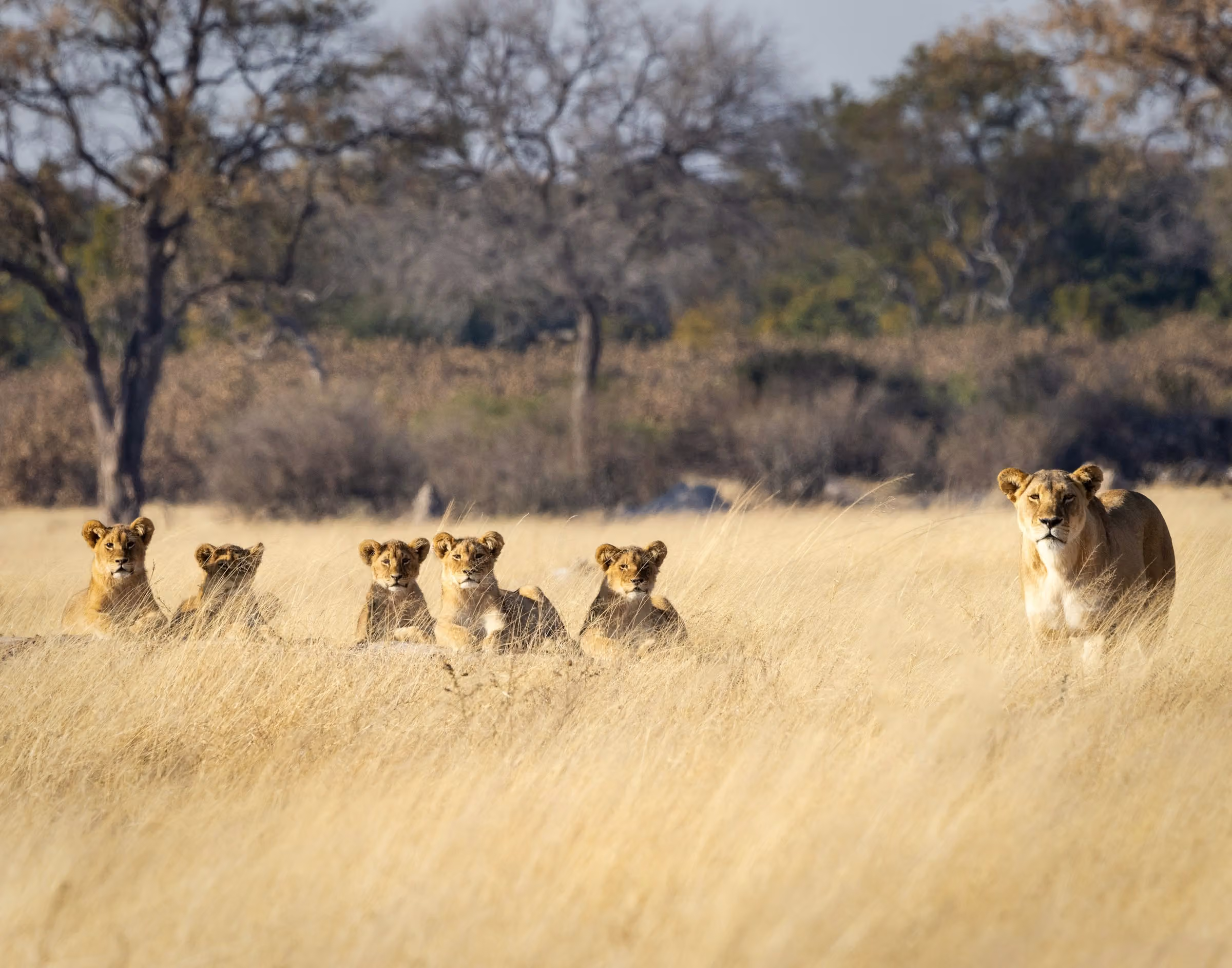 5-Day Fly-In Safari to Serengeti, Ngorongoro & Tarangire
