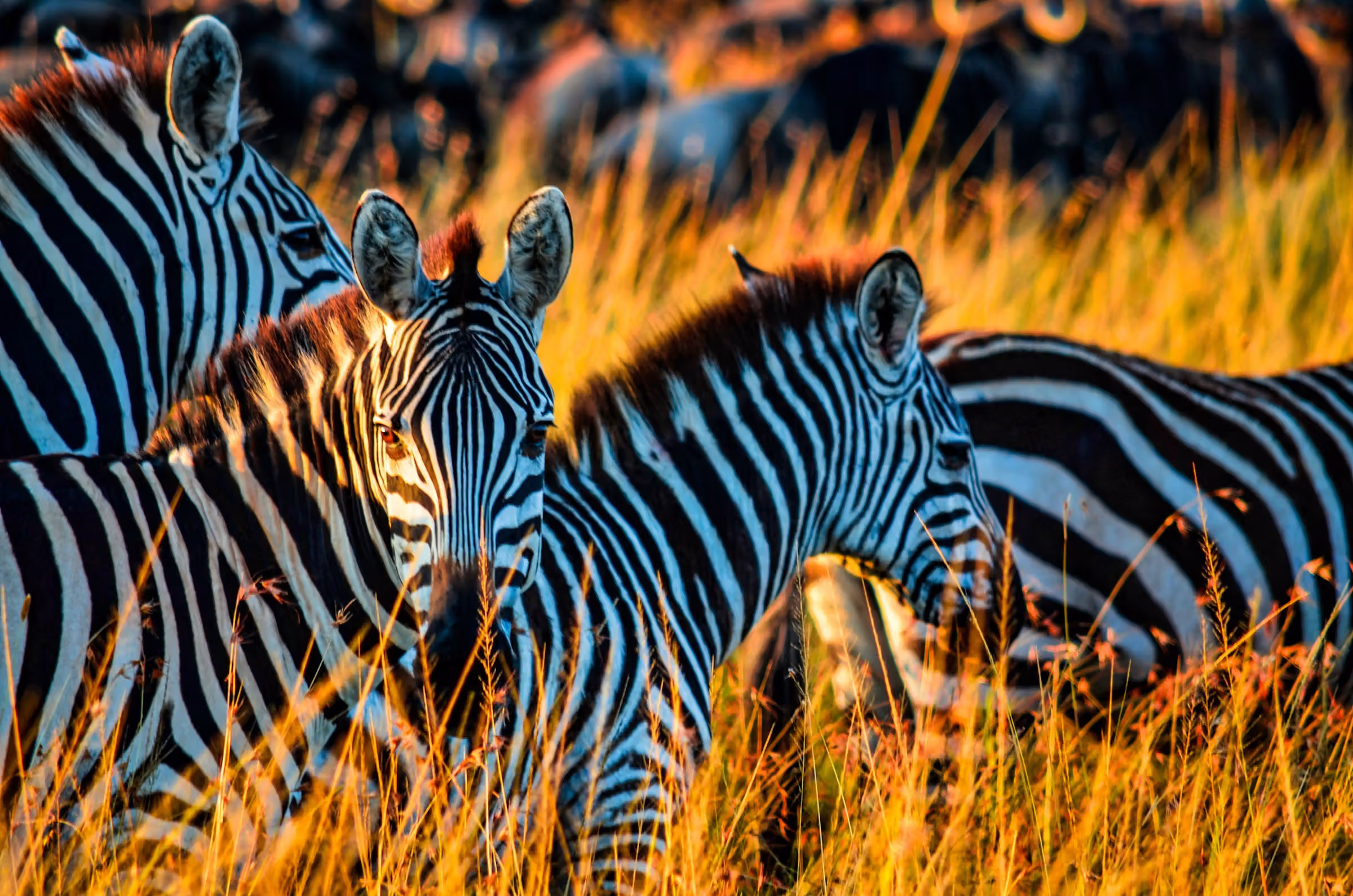 3-Day Safari from Zanzibar: Arusha National Park, Tarangire & Ngorongoro Crater