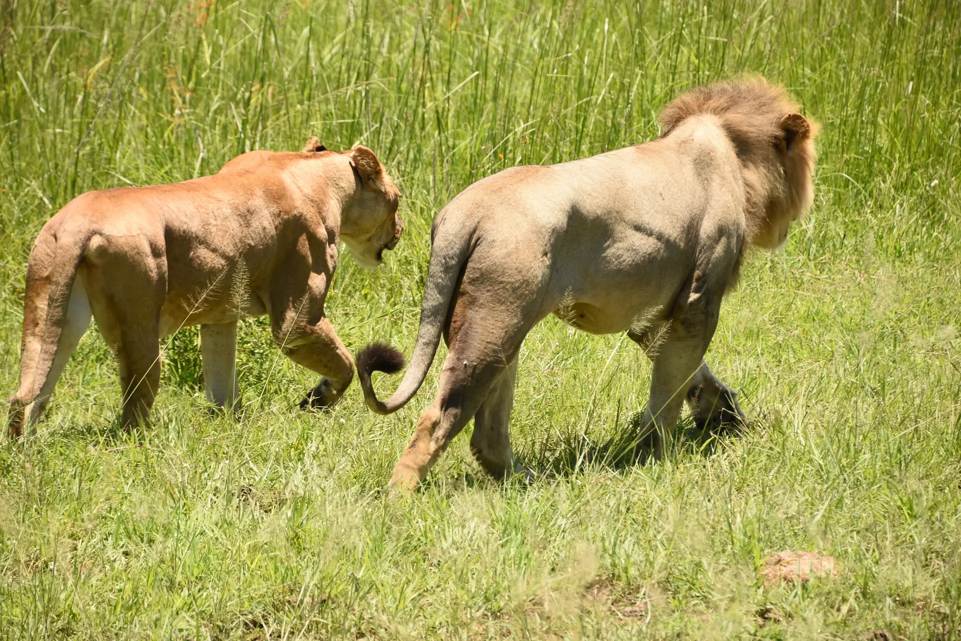 Tag 2: Mikumi Nationalpark — Tagessafari-Erlebnis
