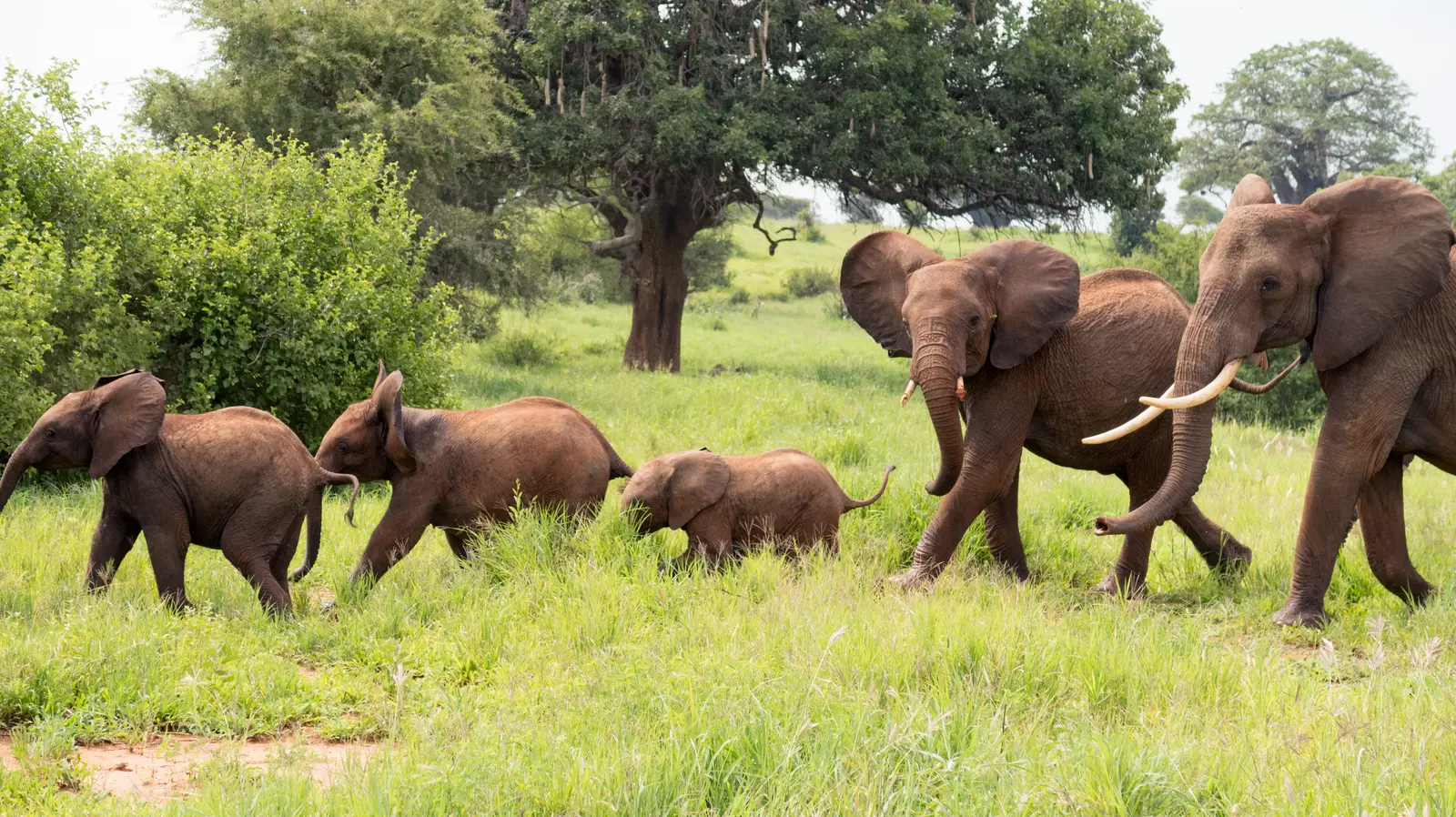 1-Day Tarangire National Park Safari from Zanzibar