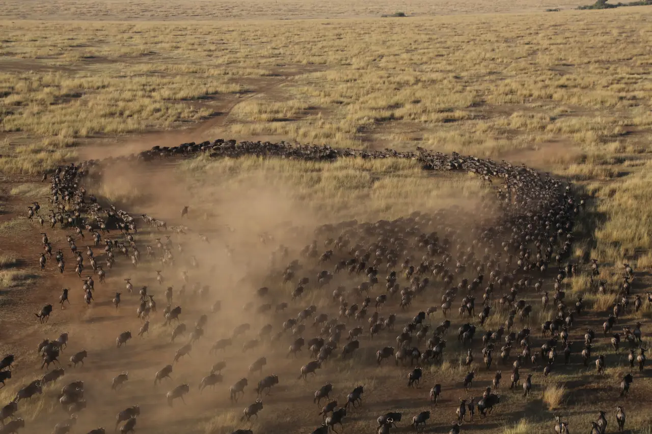 Great Migration Safaris