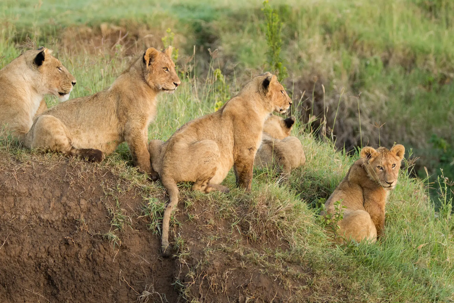 Day 5: Ngorongoro Crater – Arusha
