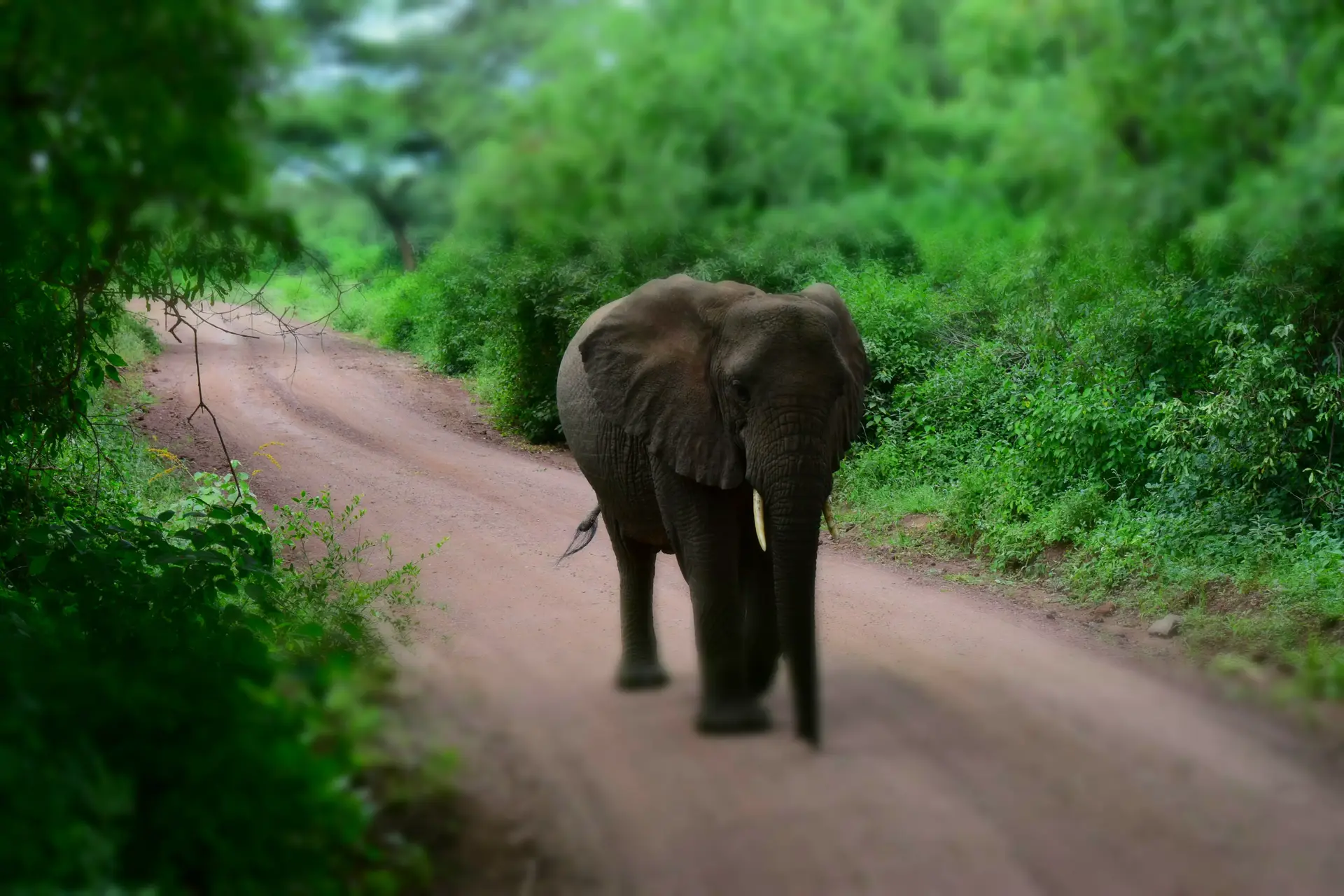 Day 1: Zanzibar to Arusha National Park