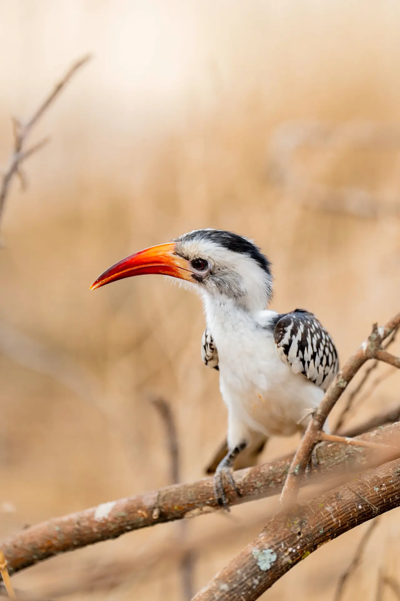 Travel highlight for 10-Day Safari & Beach Holiday: The Full Tanzania Experience