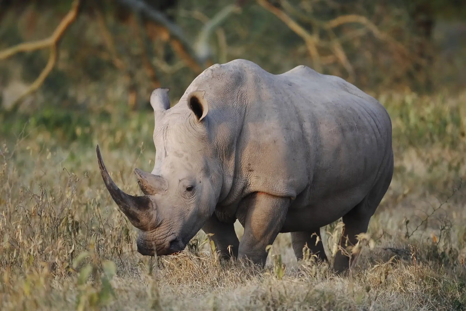 15-Day Safari & Beach Holiday: The Full Tanzania Experience