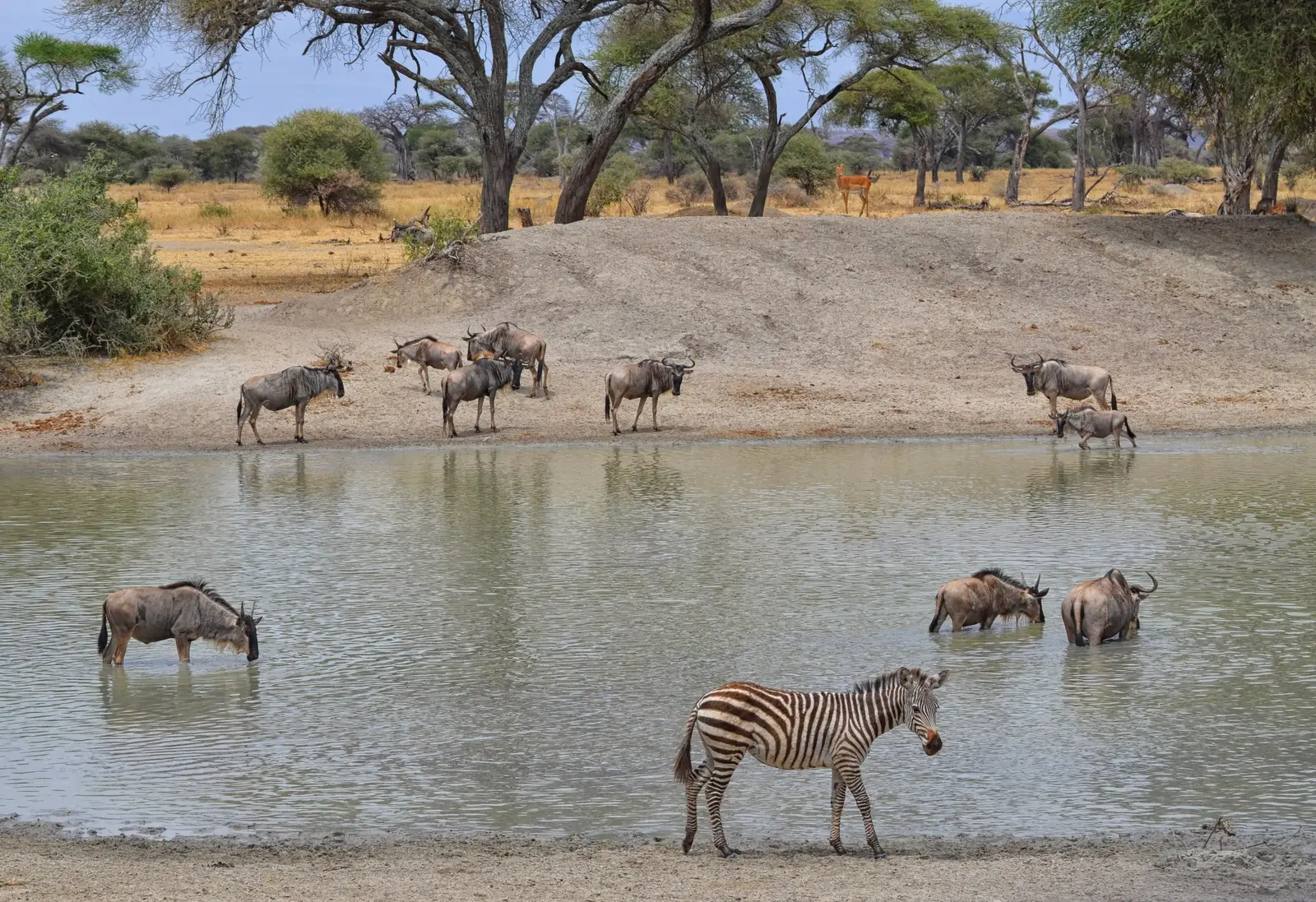 Tarangire National Park