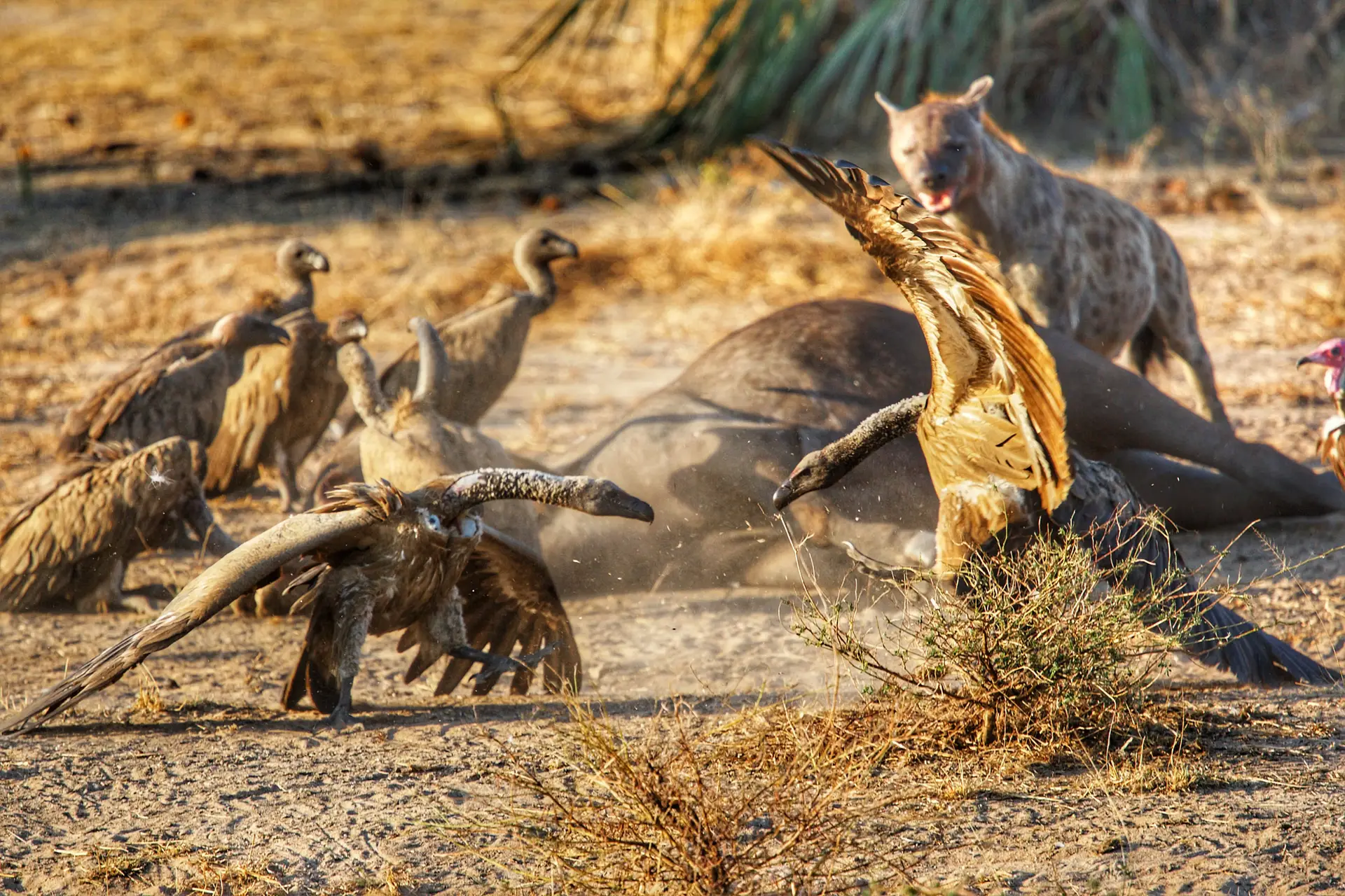 Day 3: Northern Serengeti National Park – Great Migration Experience