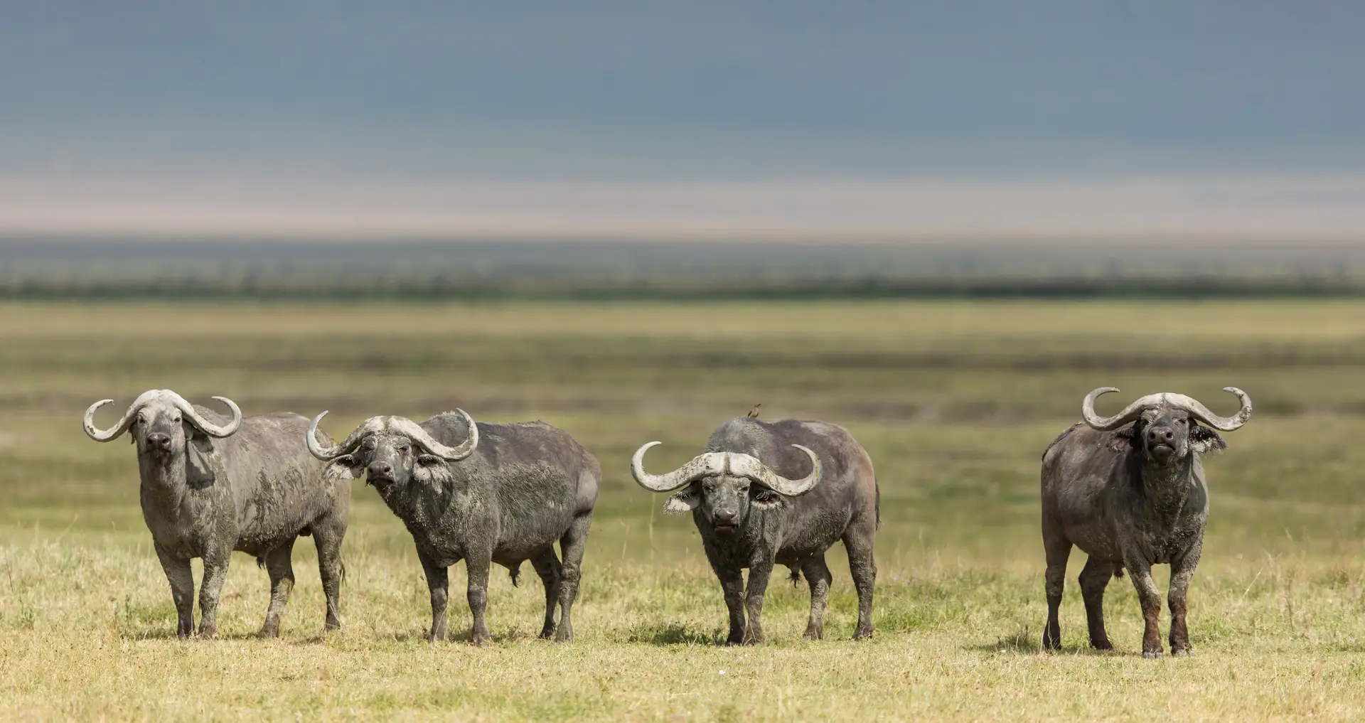 Day 5: Central Serengeti National Park to Ngorongoro Highlands