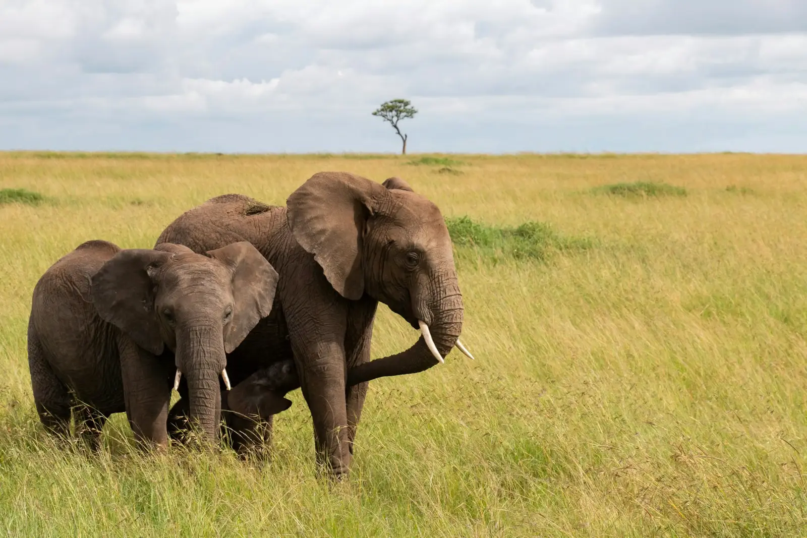 6 Day Classic Tanzania Safari from Zanzibar
