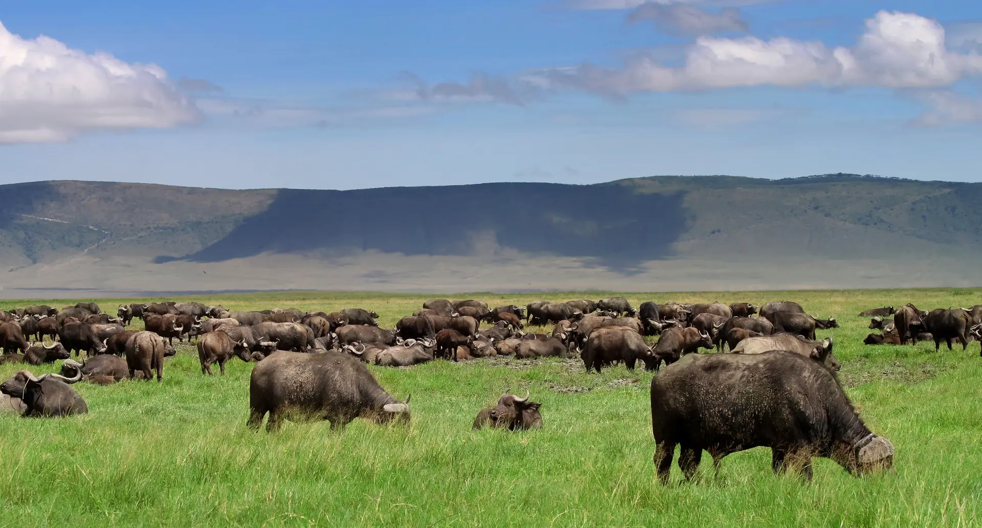 Day 3: Ngorongoro Crater Safari - Descent into a UNESCO World Heritage Site