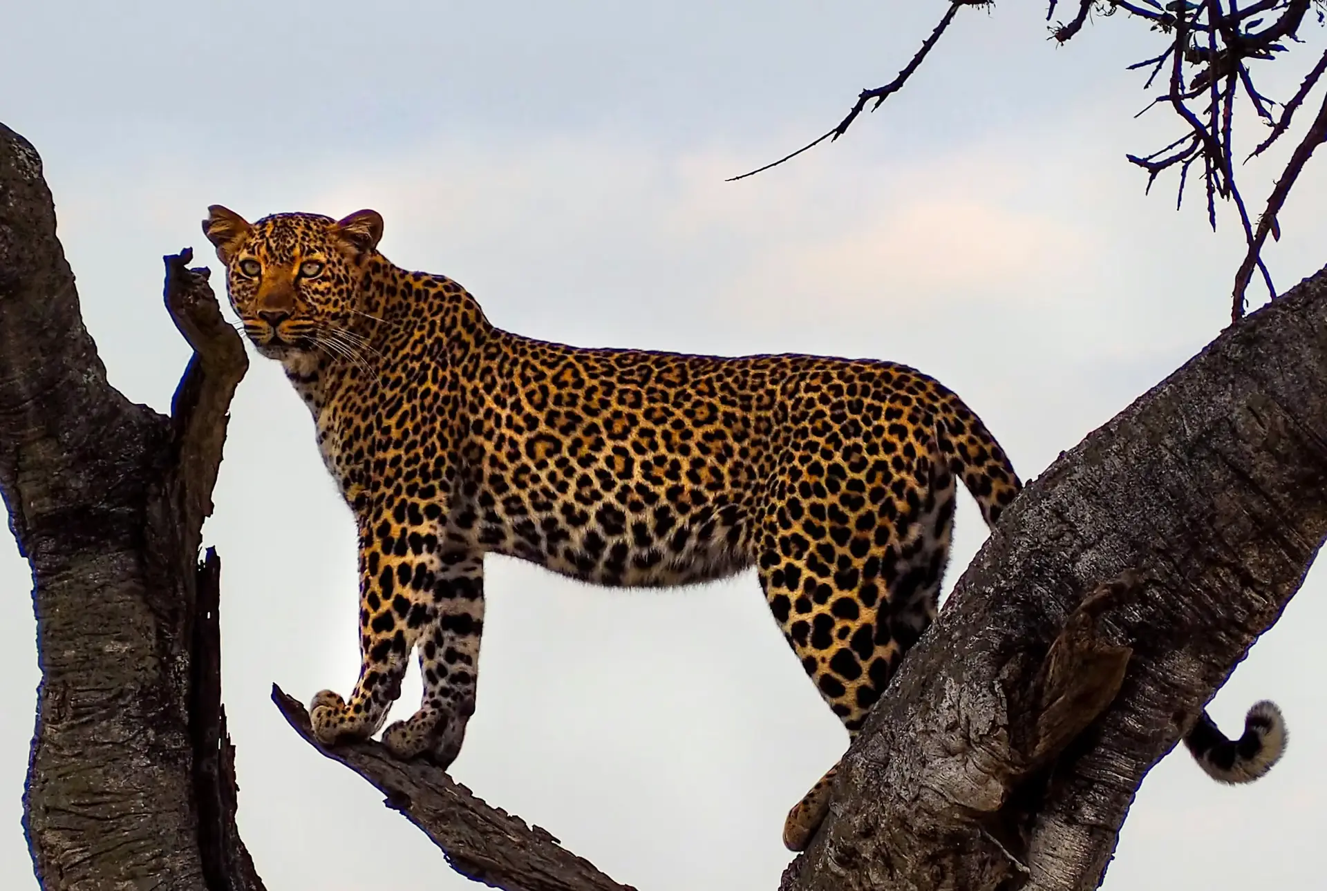 Day 3: Nyerere National Park Safari – Final Game Drive or Walking Safari