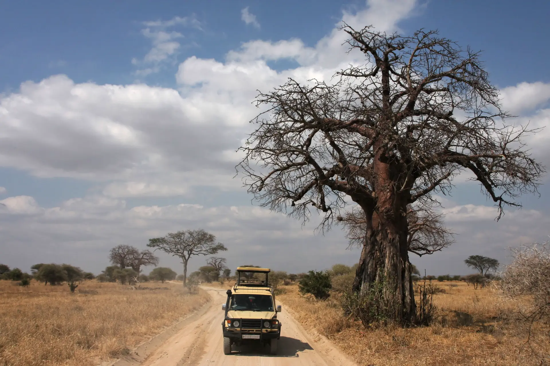 Day 2: Tarangire National Park Safari – Elephants, Baobabs and Wide Open Savanna