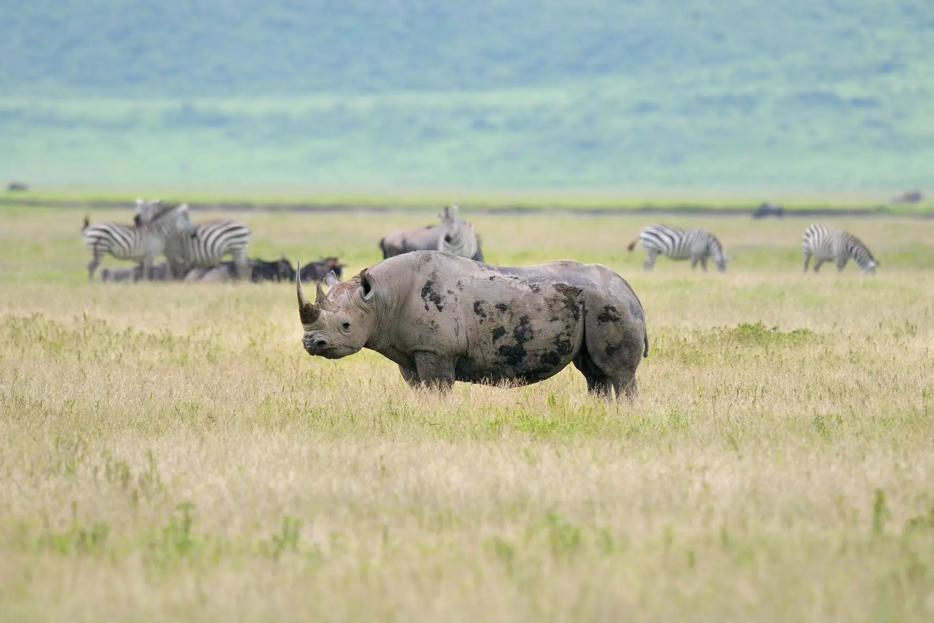 Day 4: Ngorongoro Crater - Full Day Game Drive