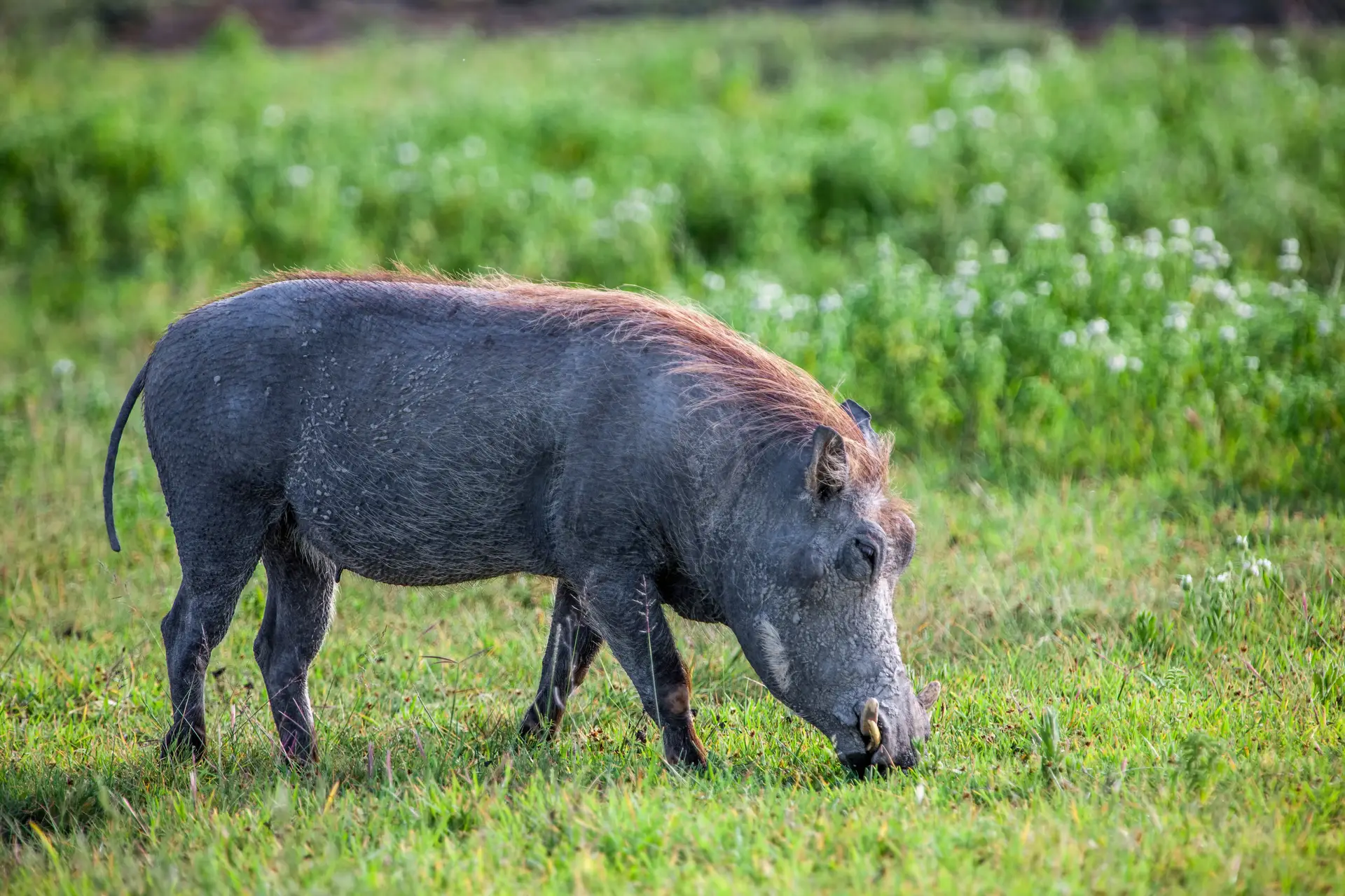 Day 3: Ngorongoro Crater - Full Day Game Drive
