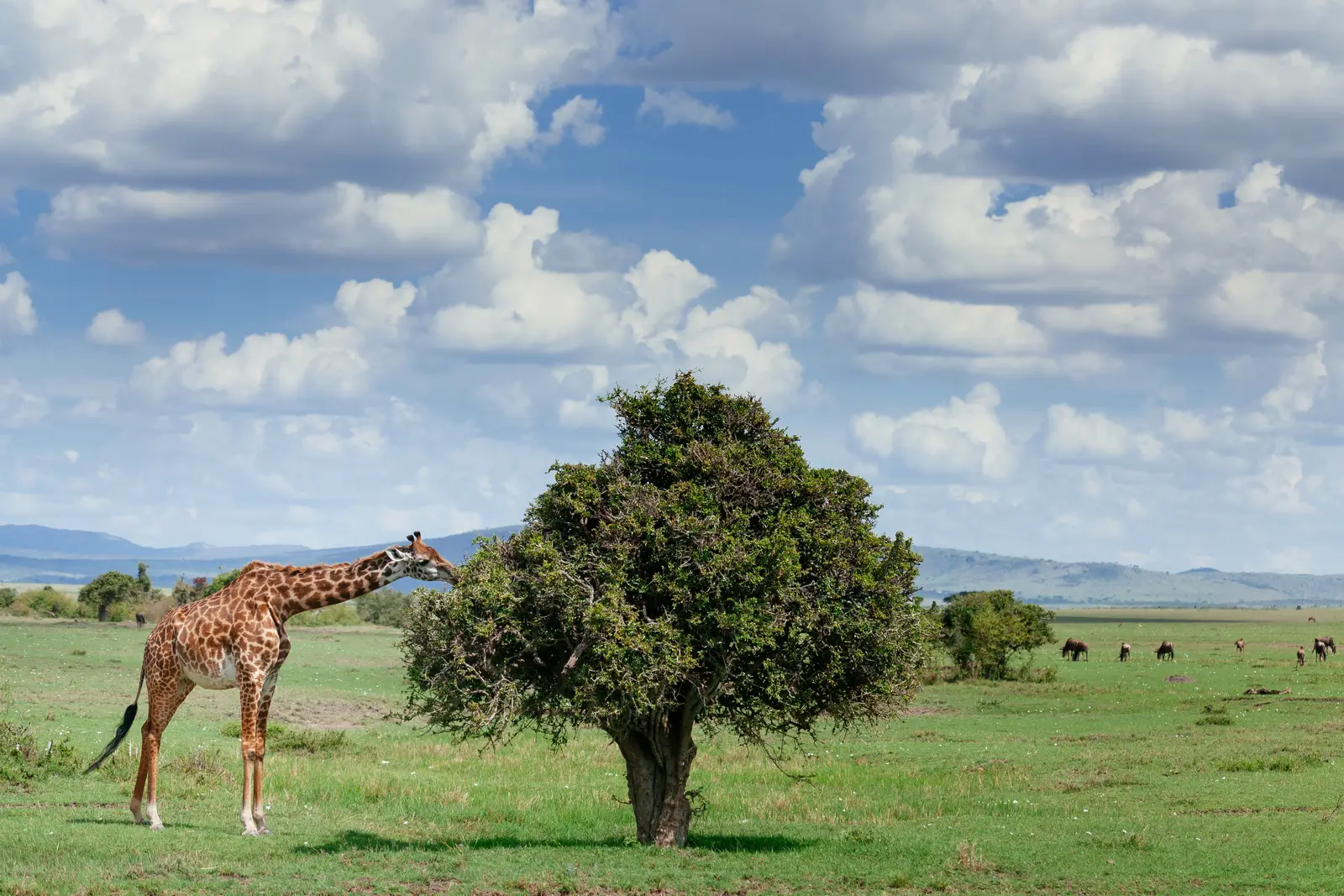 4-tägige Luxus-Safari ab Sansibar: Tarangire, Serengeti & Ngorongoro-Krater