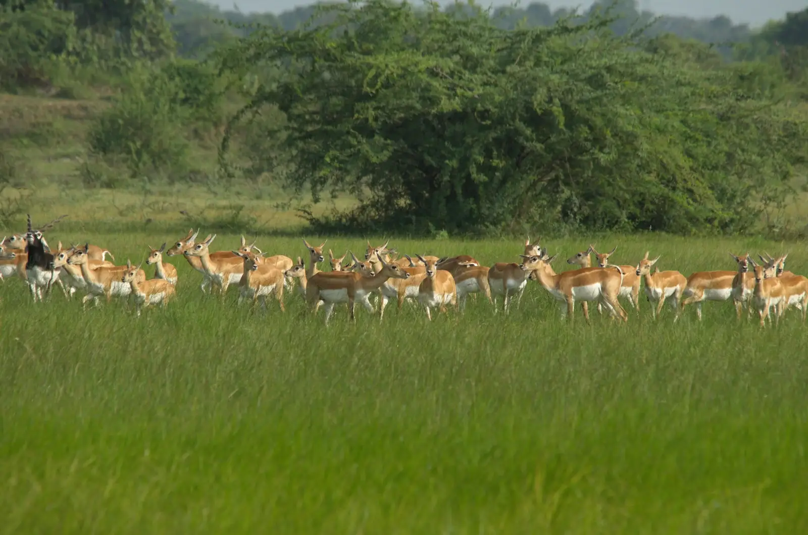 6-Day Great Migration Safari – Calving Season