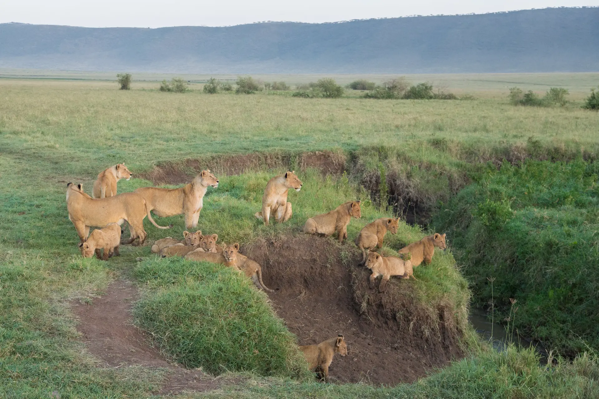Day 5: Ngorongoro Crater – Full Day Game Drive