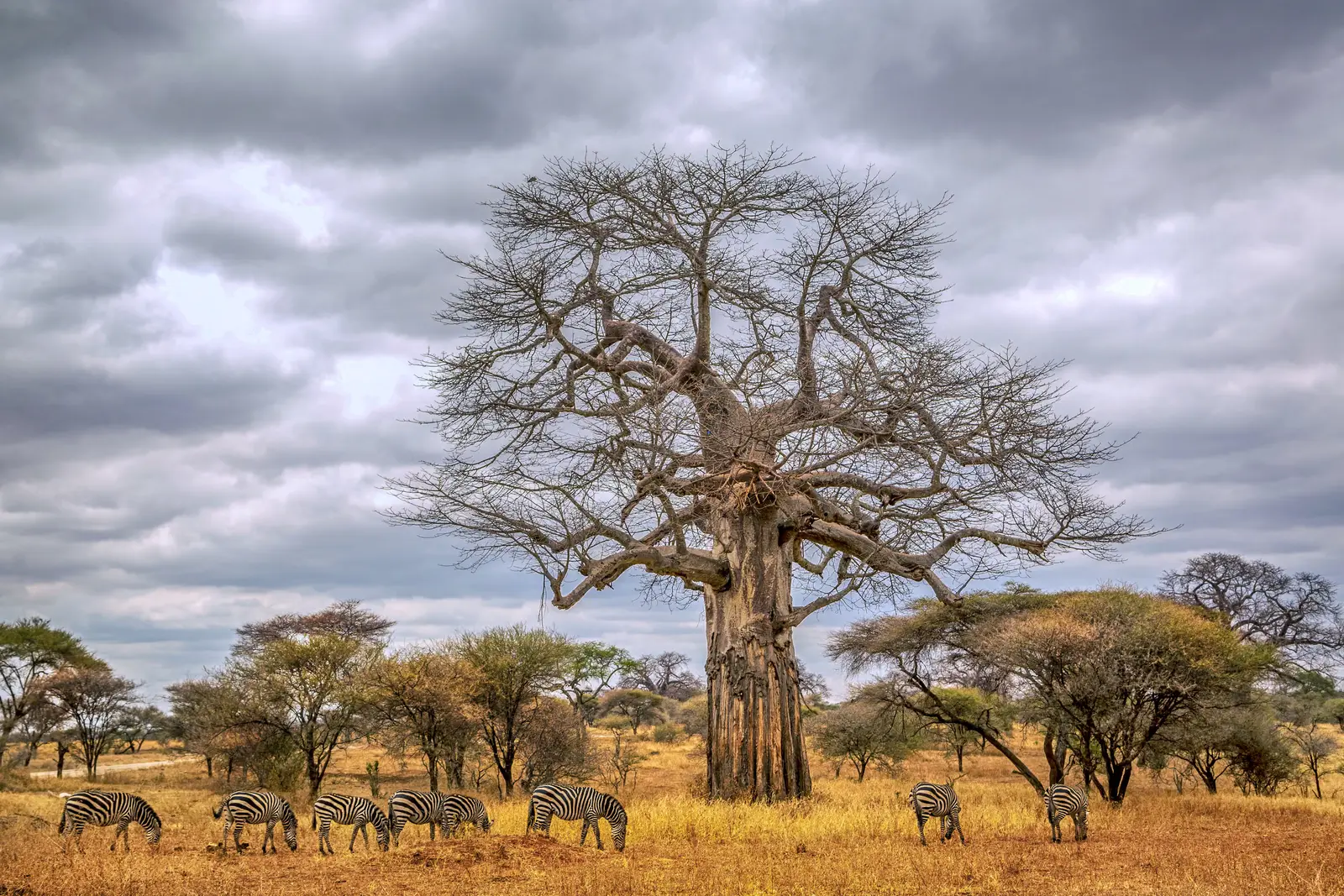 2 Day Safari from Zanzibar: Tarangire - Savanna Highlights