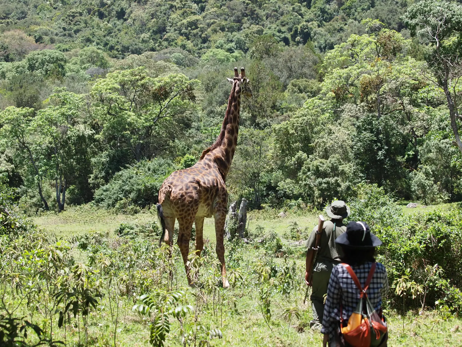 Safari di 1 Giorno al Parco Nazionale di Arusha da Zanzibar