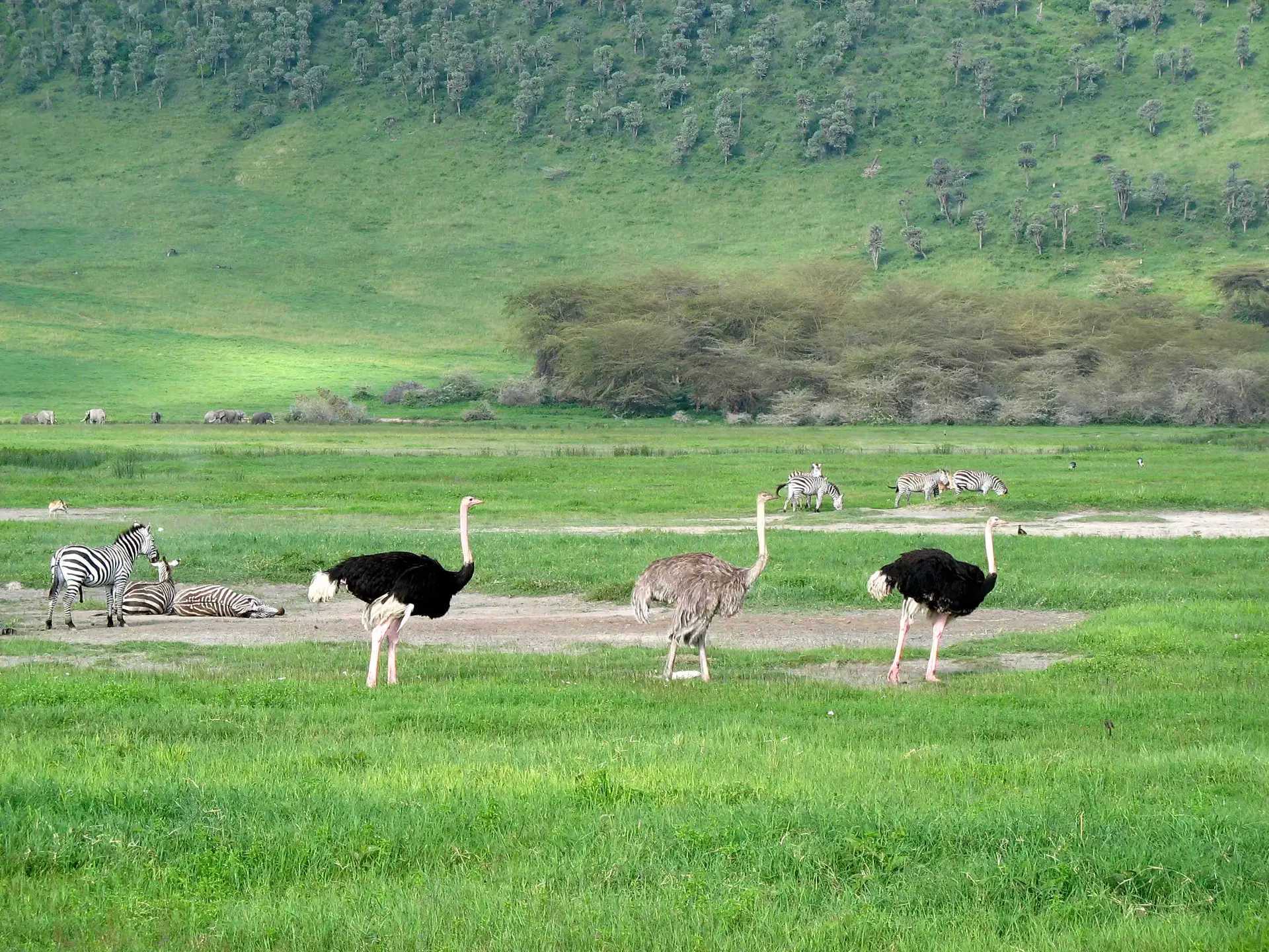 Day 4: Ndutu – Ngorongoro Crater – Arusha