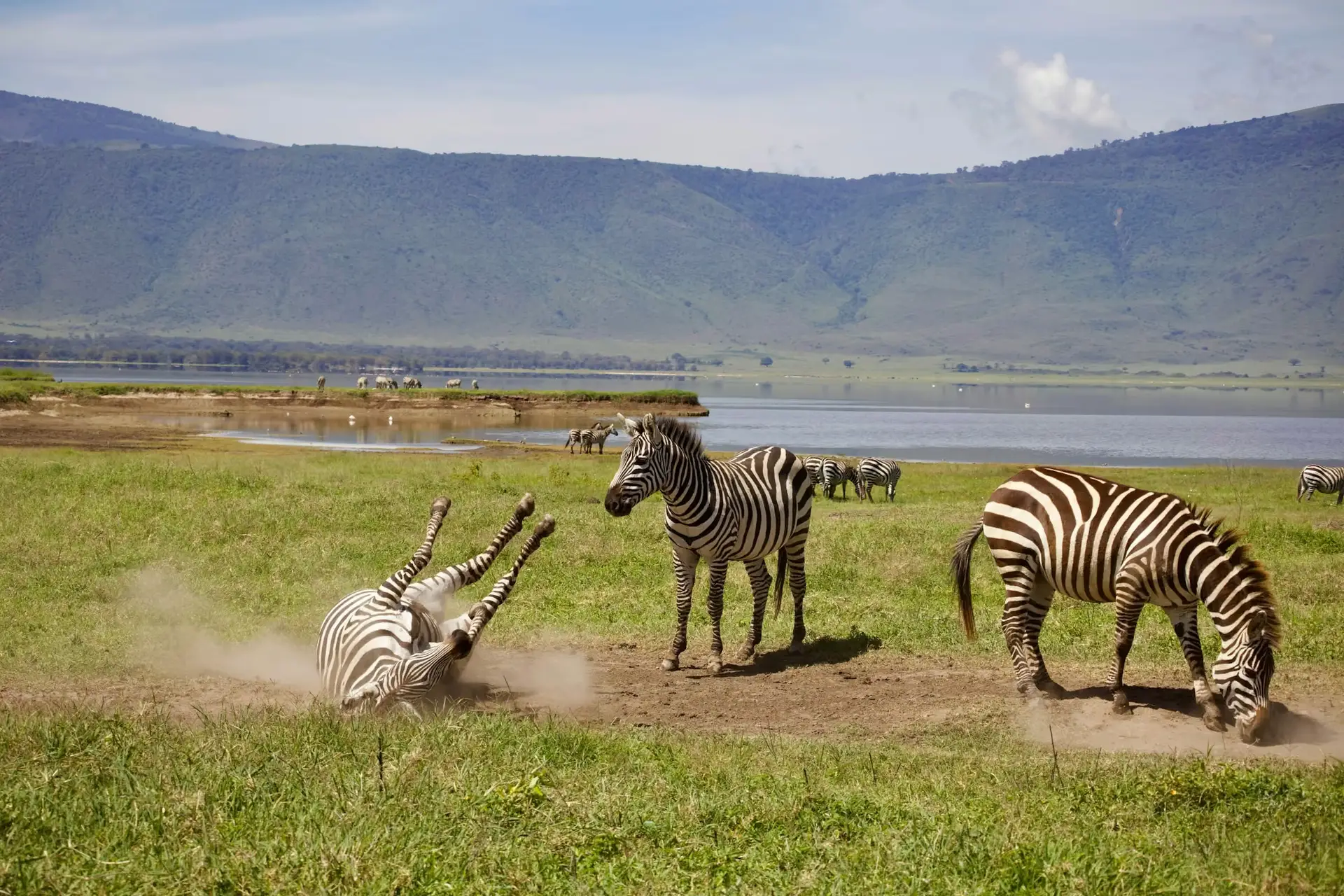 Day 4: Ngorongoro Crater safari and return to Zanzibar
