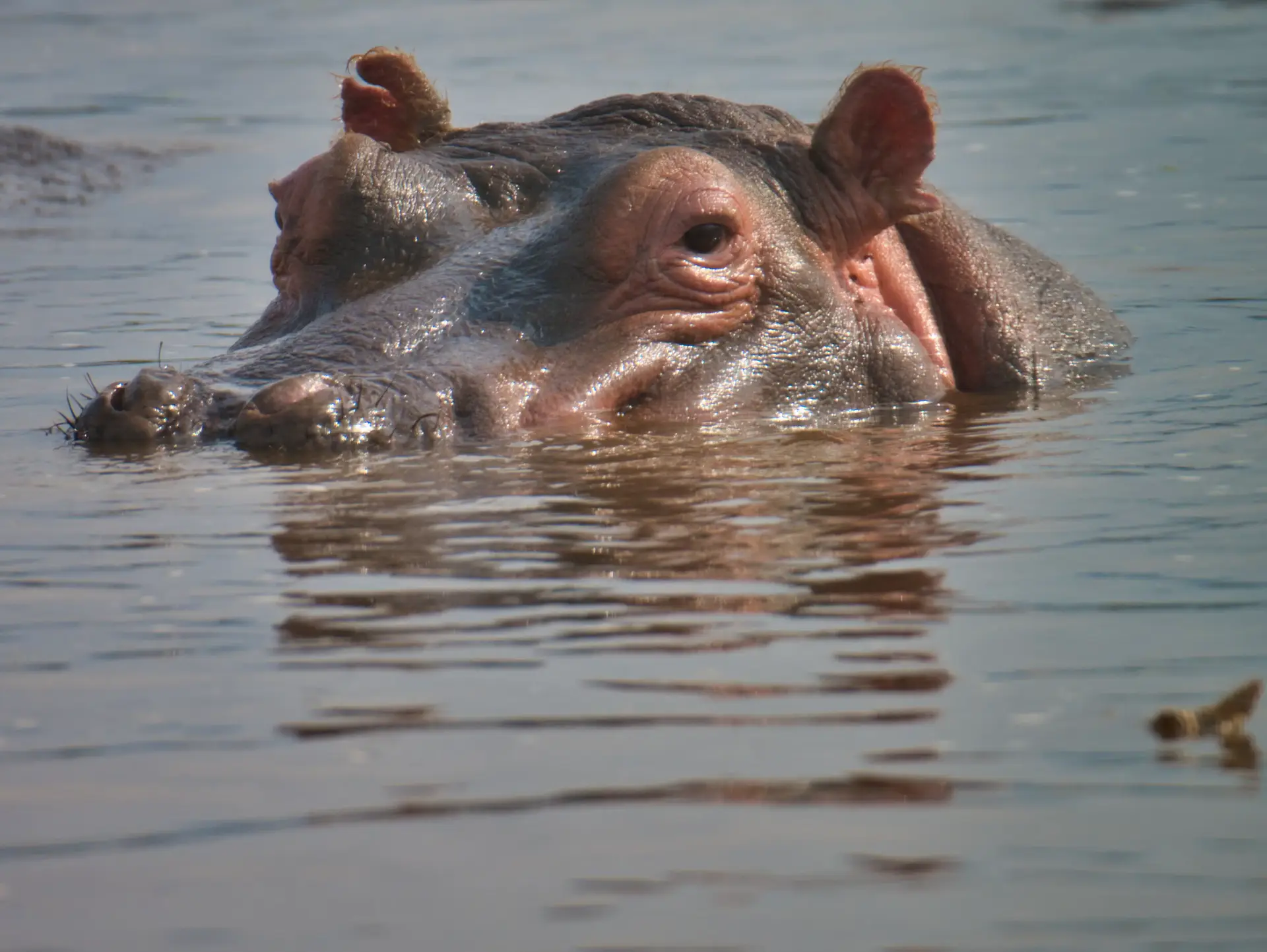 Day 1: From Zanzibar to Lake Manyara National Park