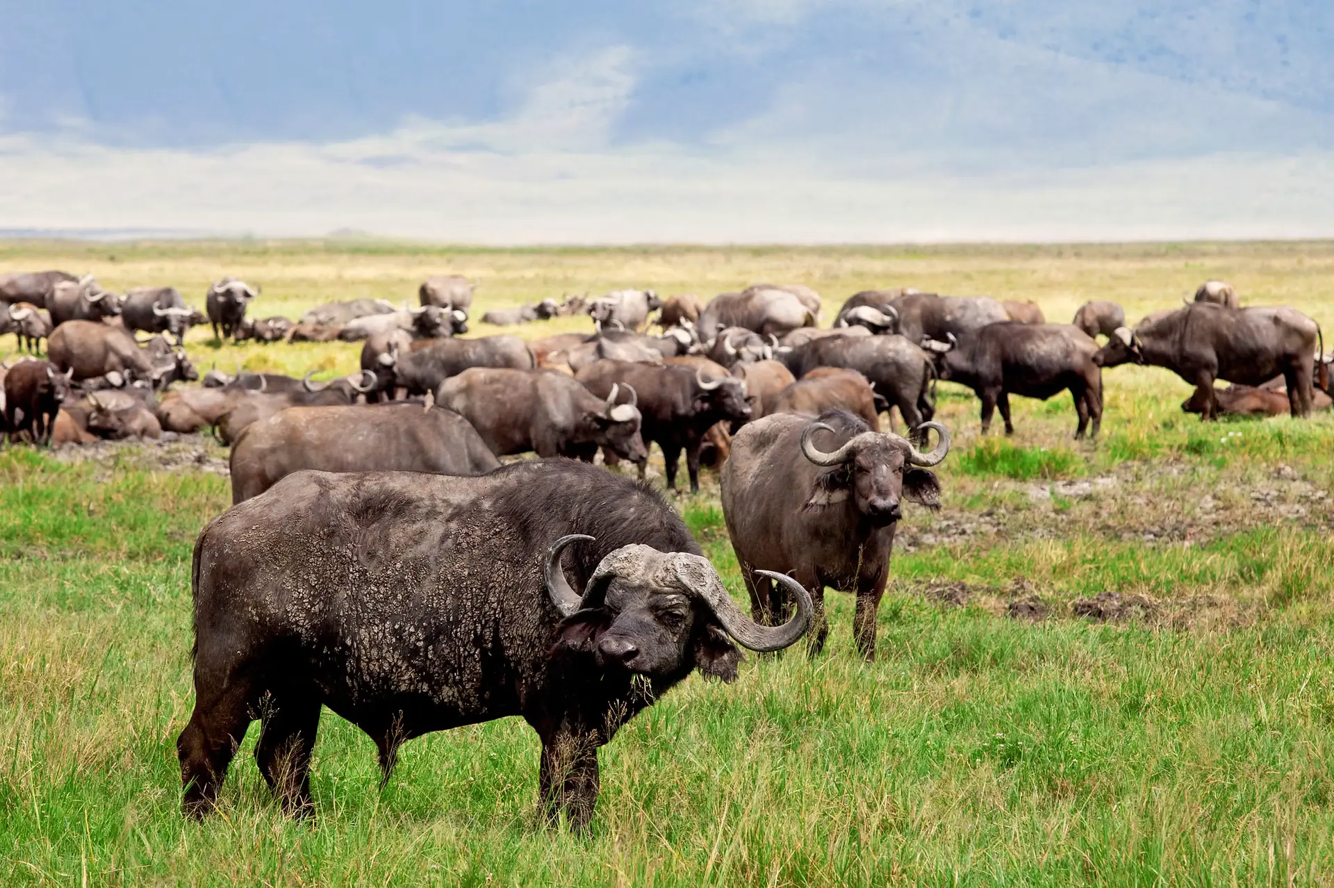 Tag 5: Serengeti-Pirschfahrt → Transfer zum Ngorongoro-Hochland