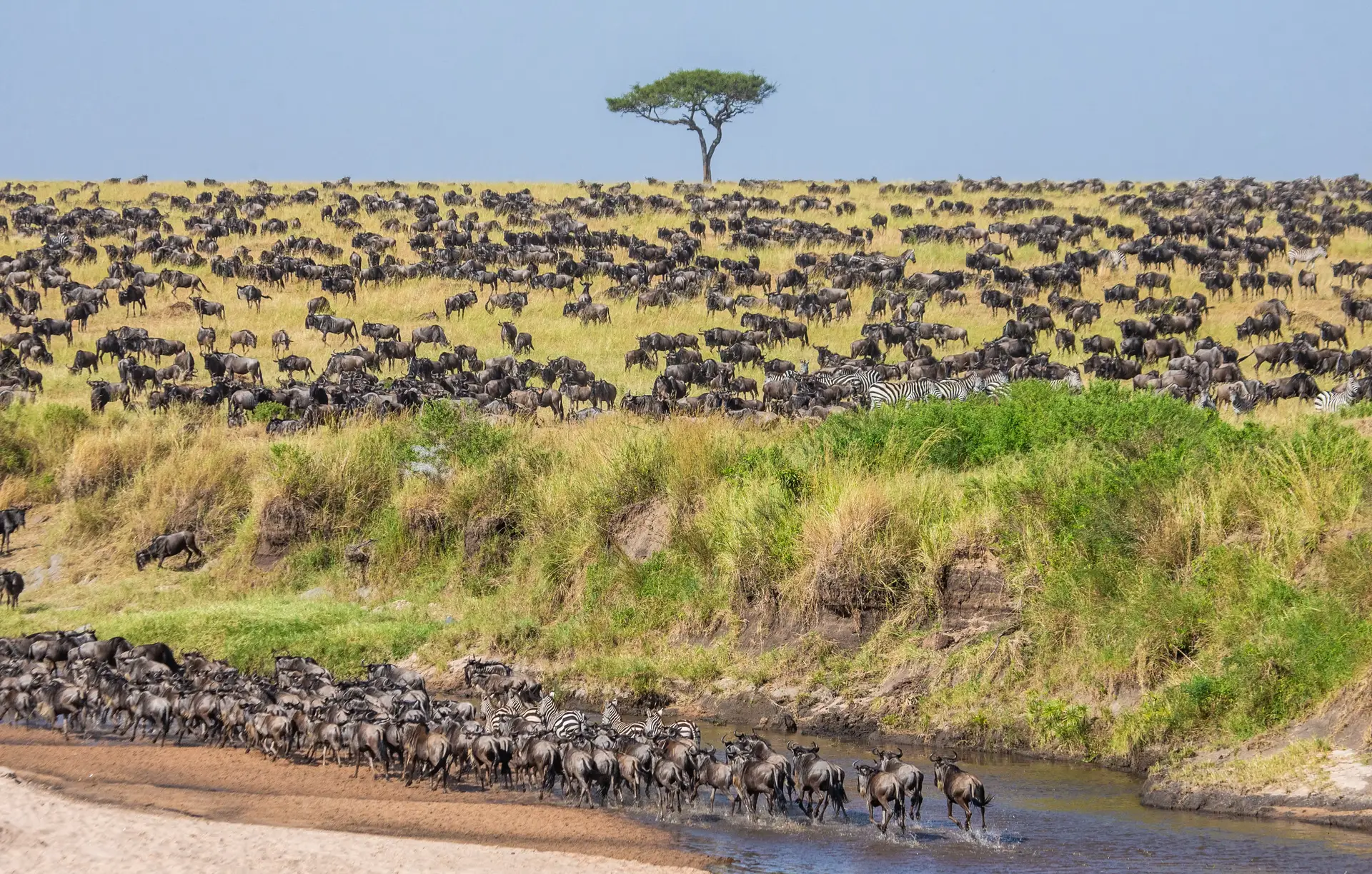 Day 5: Full-day Serengeti safari