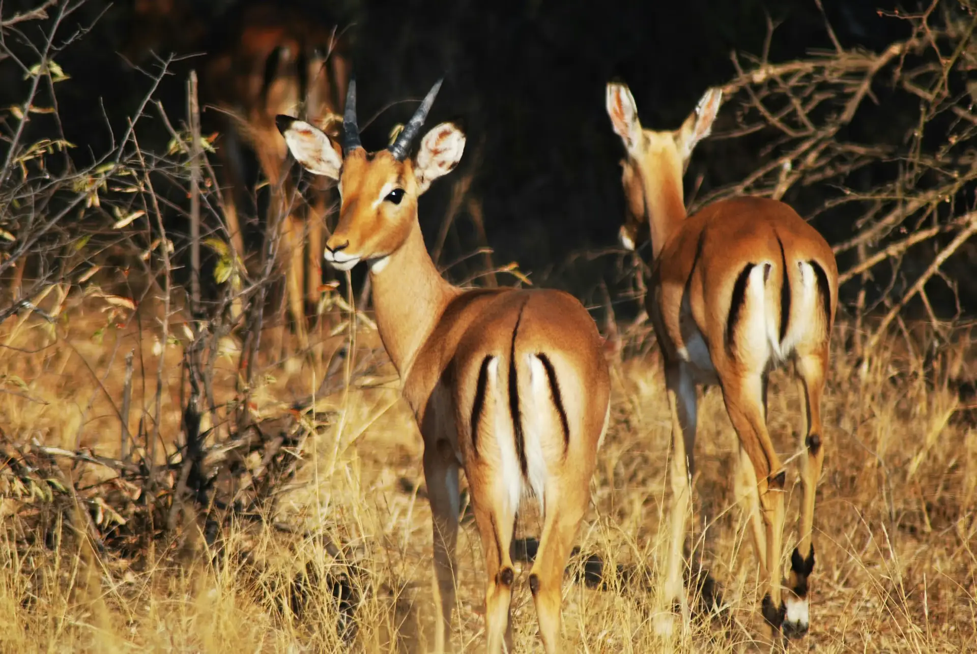 Day 5: Tarangire National Park & Return to Zanzibar