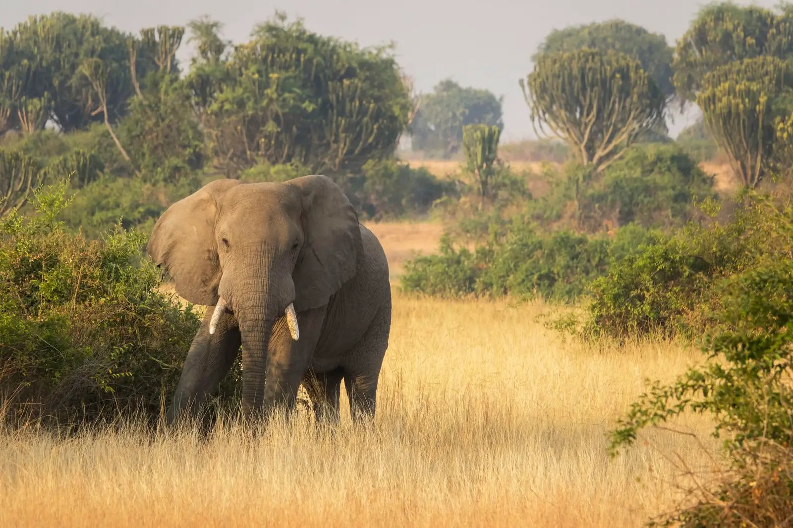 4-Day Safari from Zanzibar: Northern Circuit Active