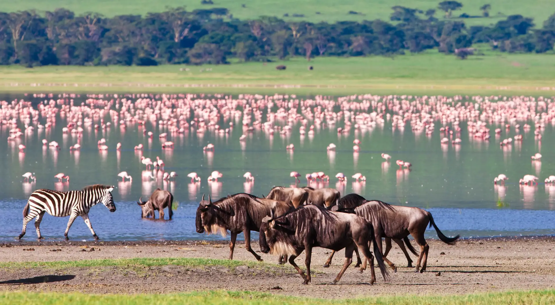 Tag 4: Ngorongoro-Krater – Ganztägige Pirschfahrt