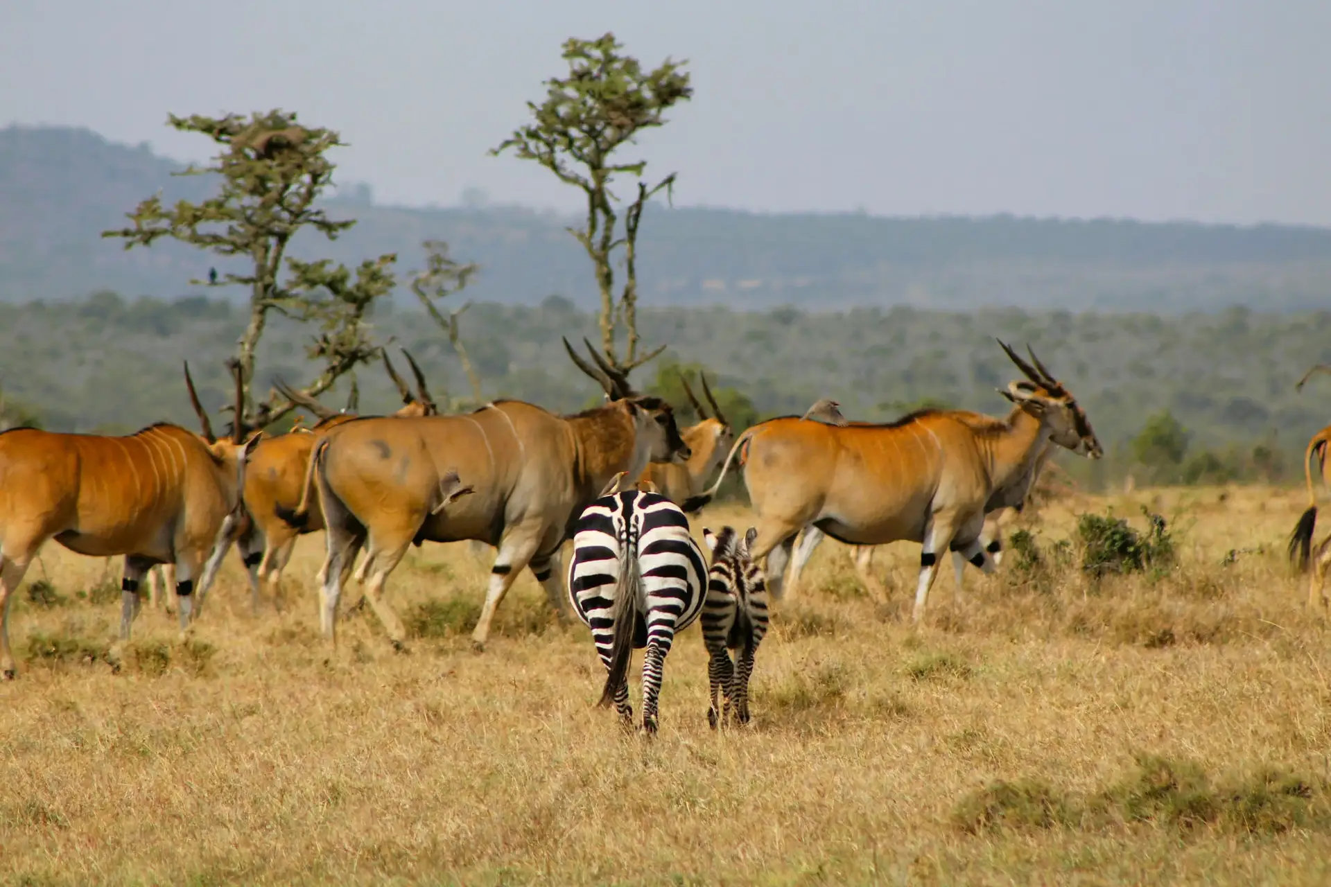 Day 2: Arusha – Tarangire National Park – Karatu