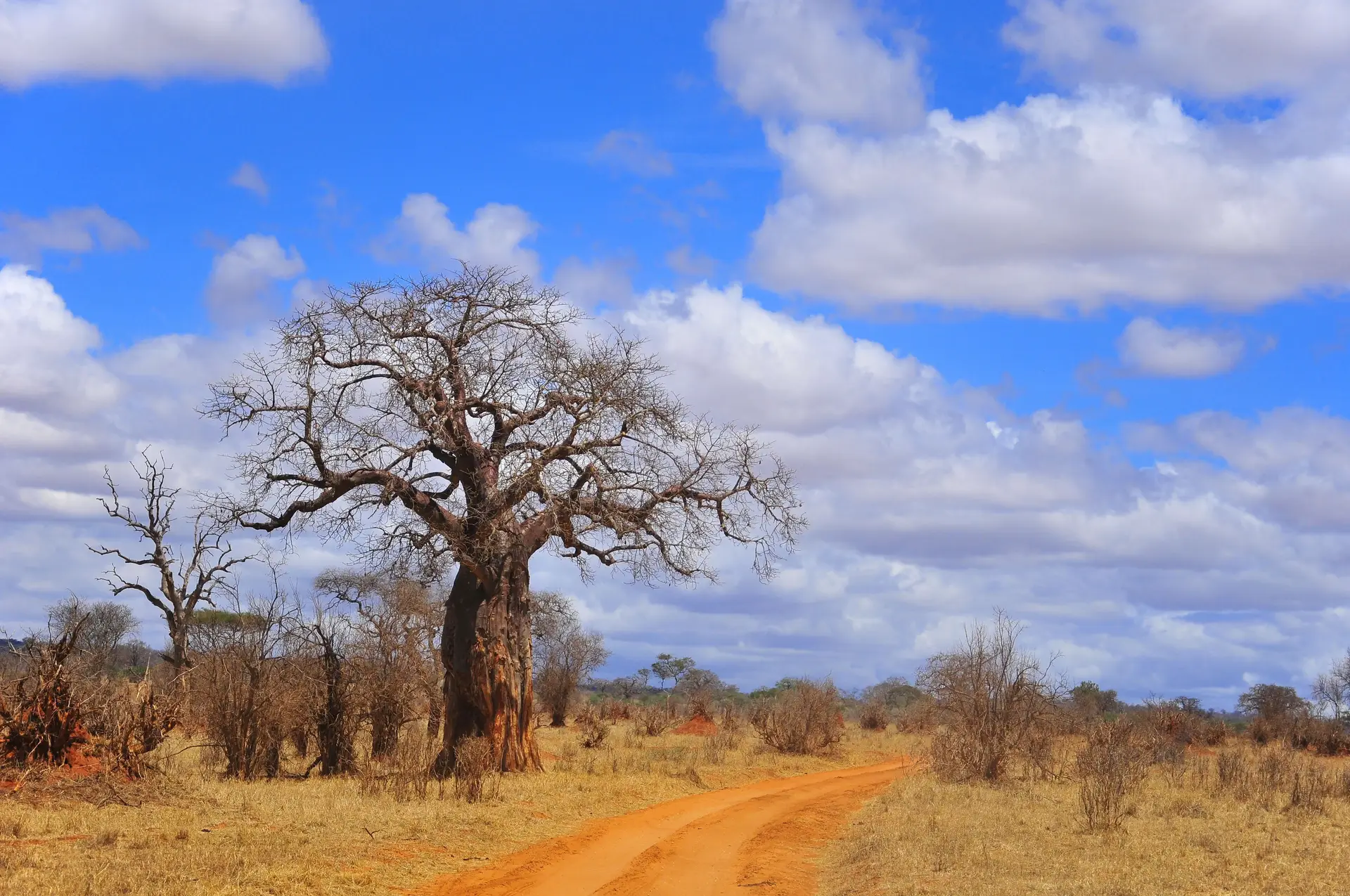 Day 5: Tarangire National Park then Arusha