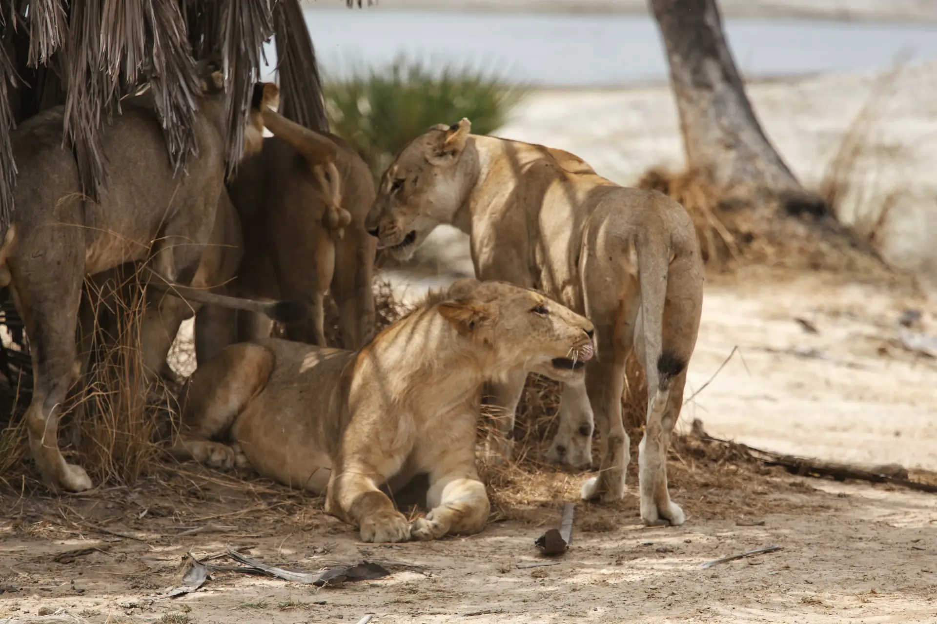Day 3: Full Day in Central Serengeti National Park